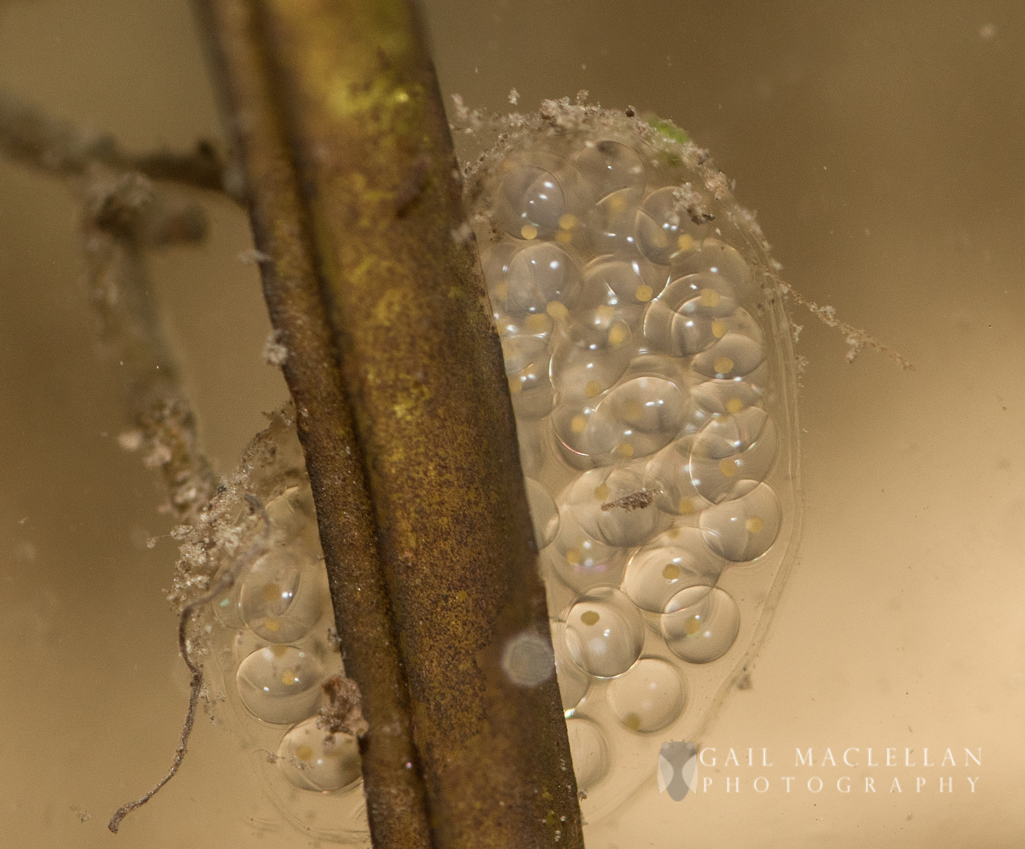 Sigma 105mm F2.8 EX DG Macro sample photo