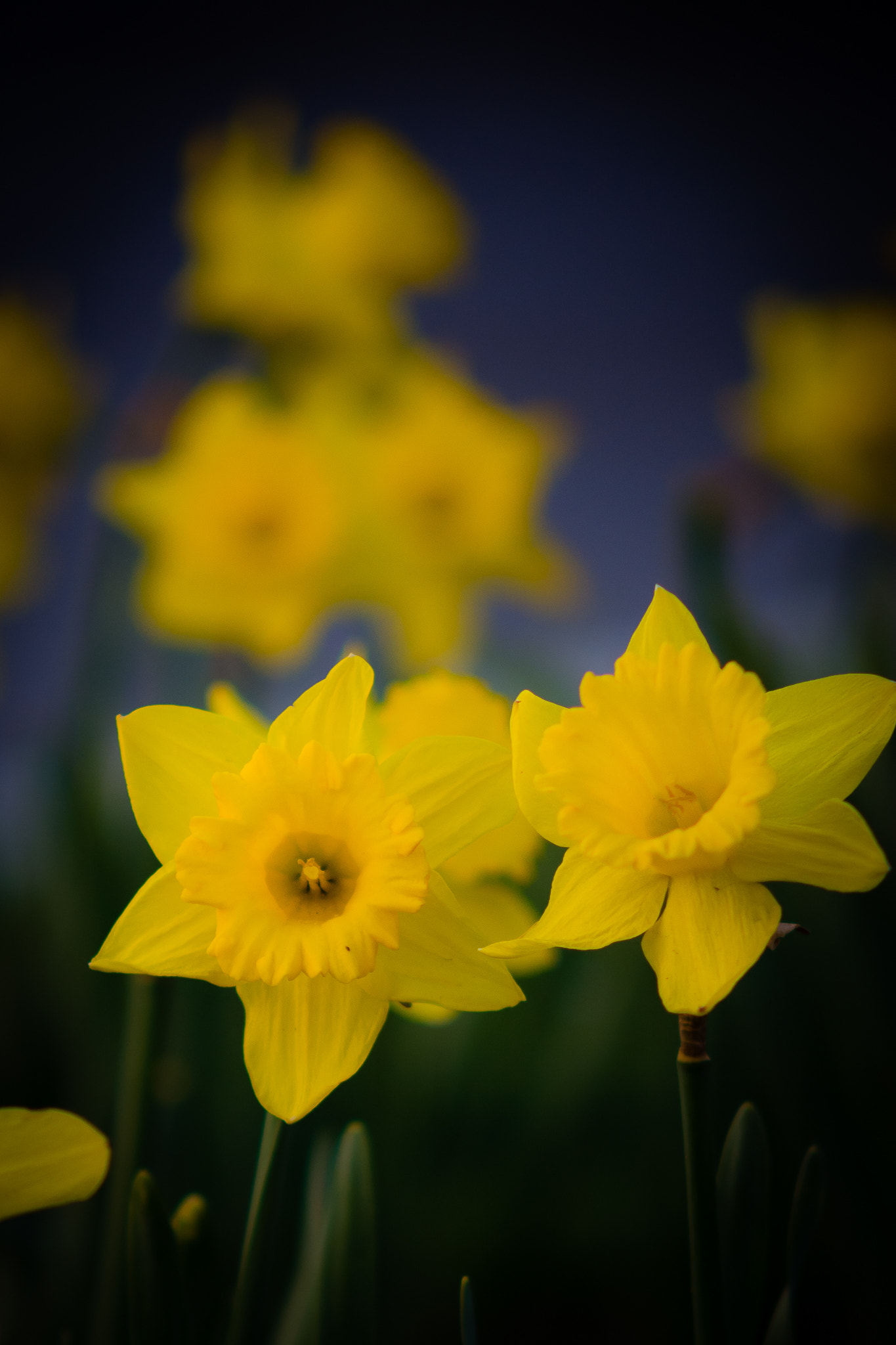 Sigma 50-150mm F2.8 EX APO DC HSM sample photo. Friends photography