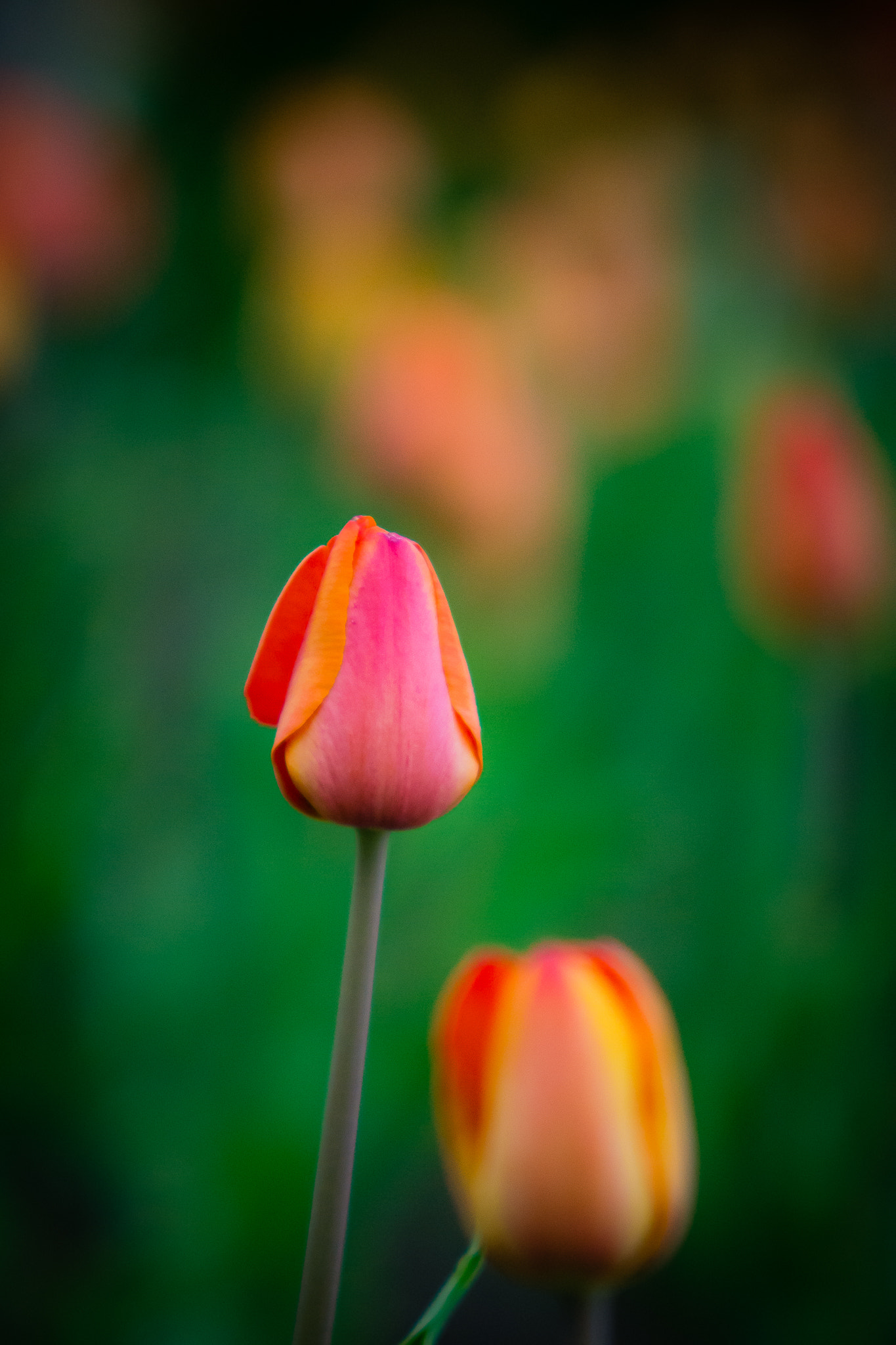 Sigma 50-150mm F2.8 EX APO DC HSM sample photo. Red tulip photography