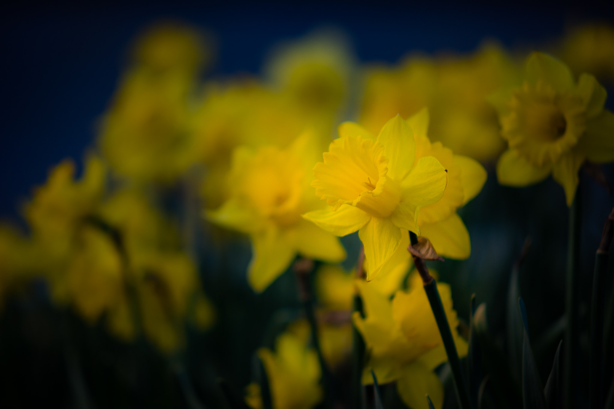 Nikon D7100 + Sigma 50-150mm F2.8 EX APO DC HSM sample photo. Yellow daffodils photography