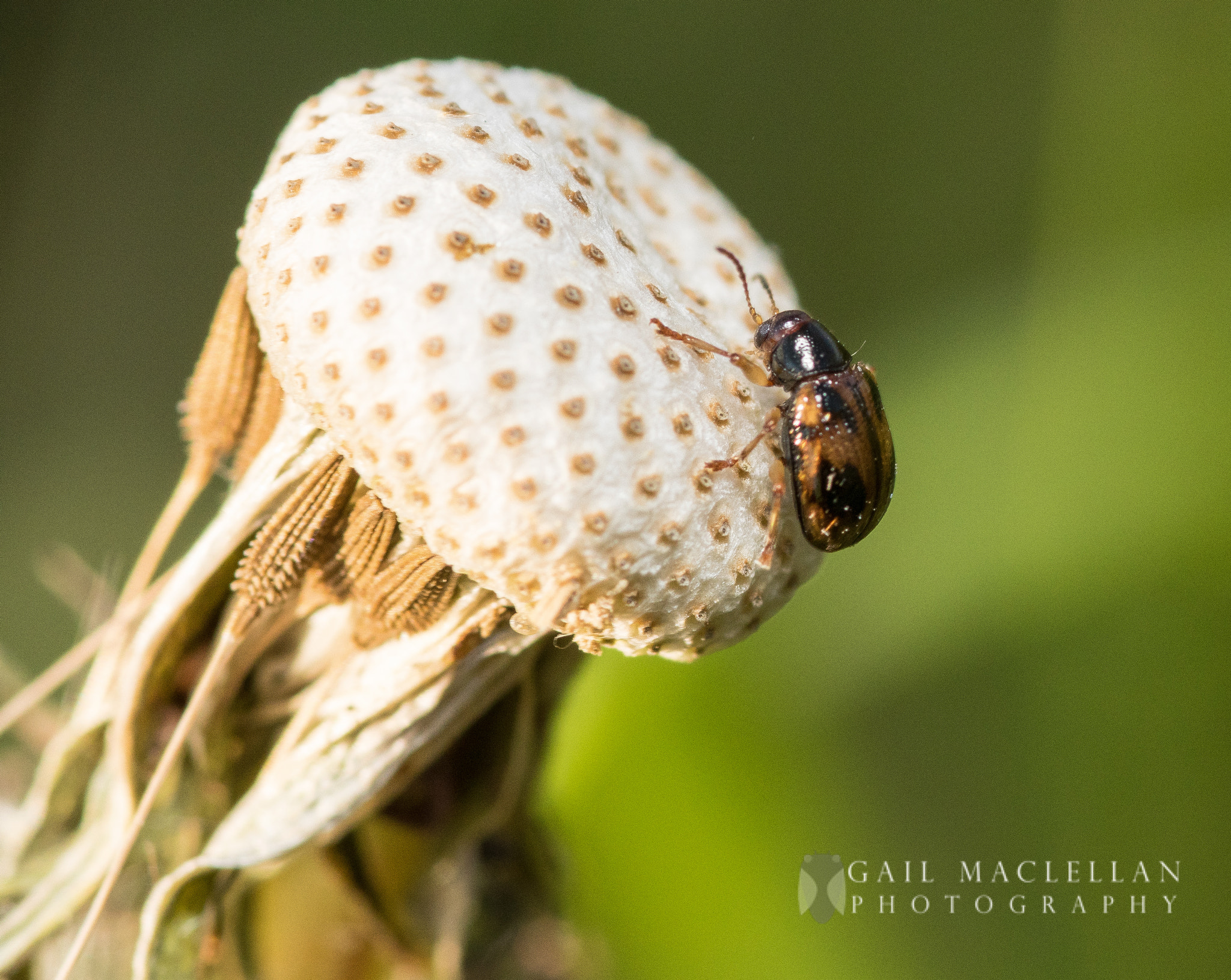 Sigma 105mm F2.8 EX DG Macro sample photo