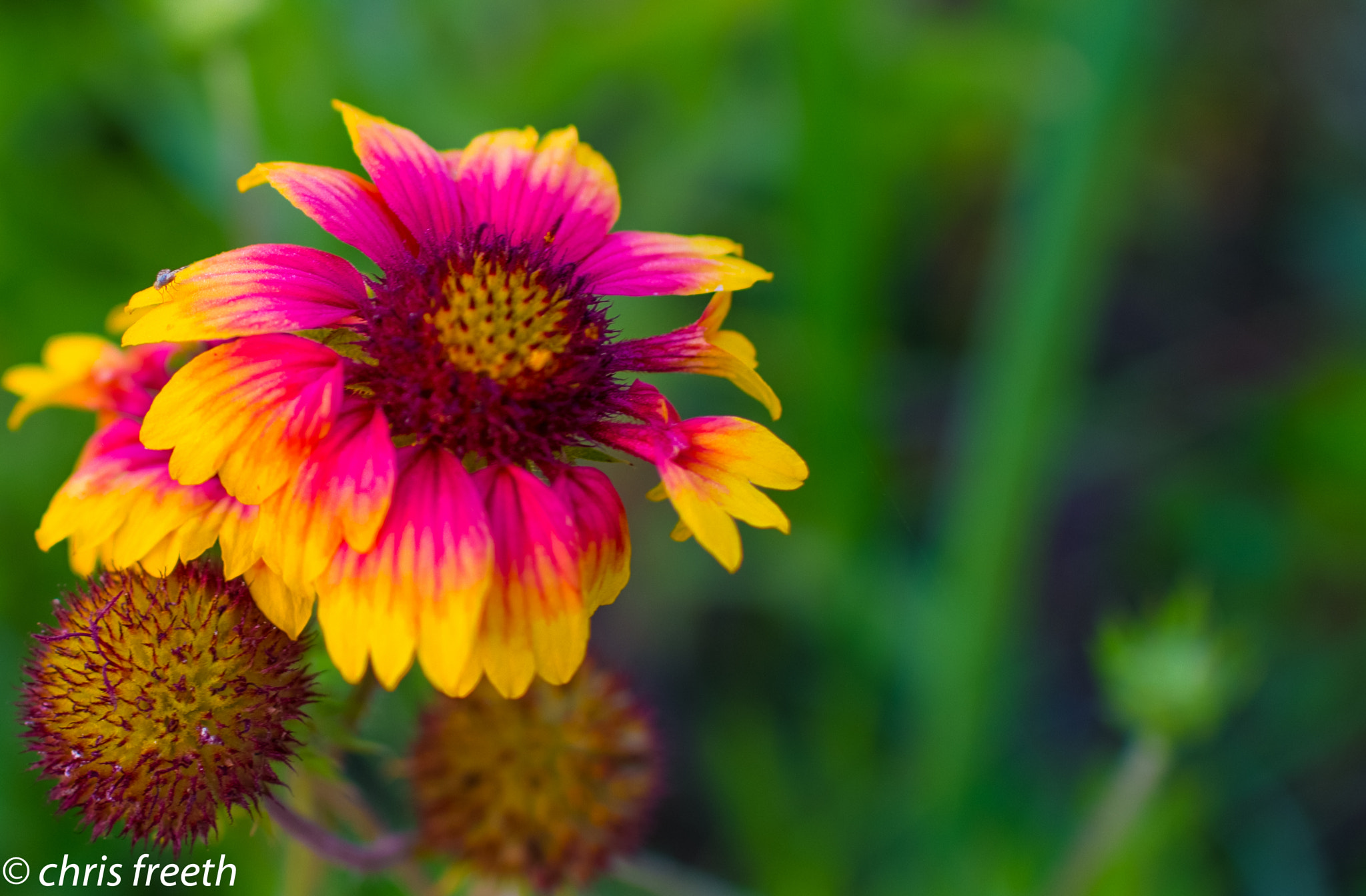 Sigma 30mm F1.4 EX DC HSM sample photo. Looking my best as all ways photography