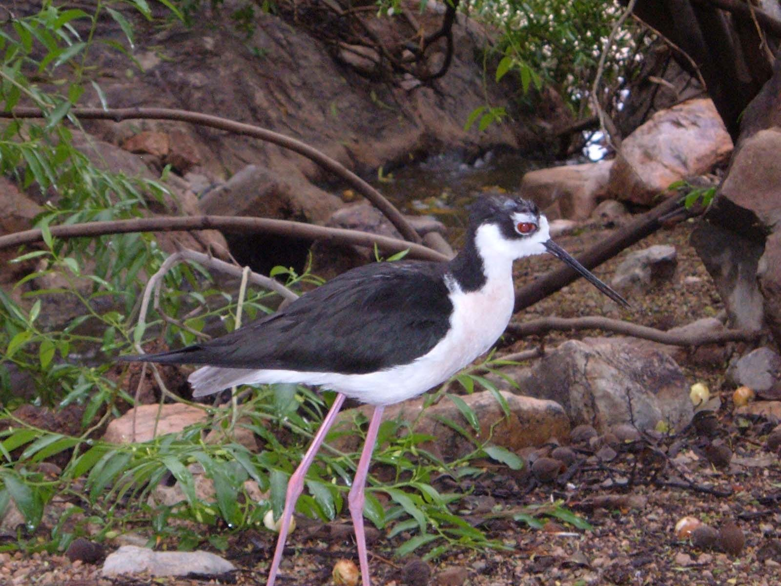 Fujifilm FinePix A340 sample photo. Bird at arizona sonora desert museum photography