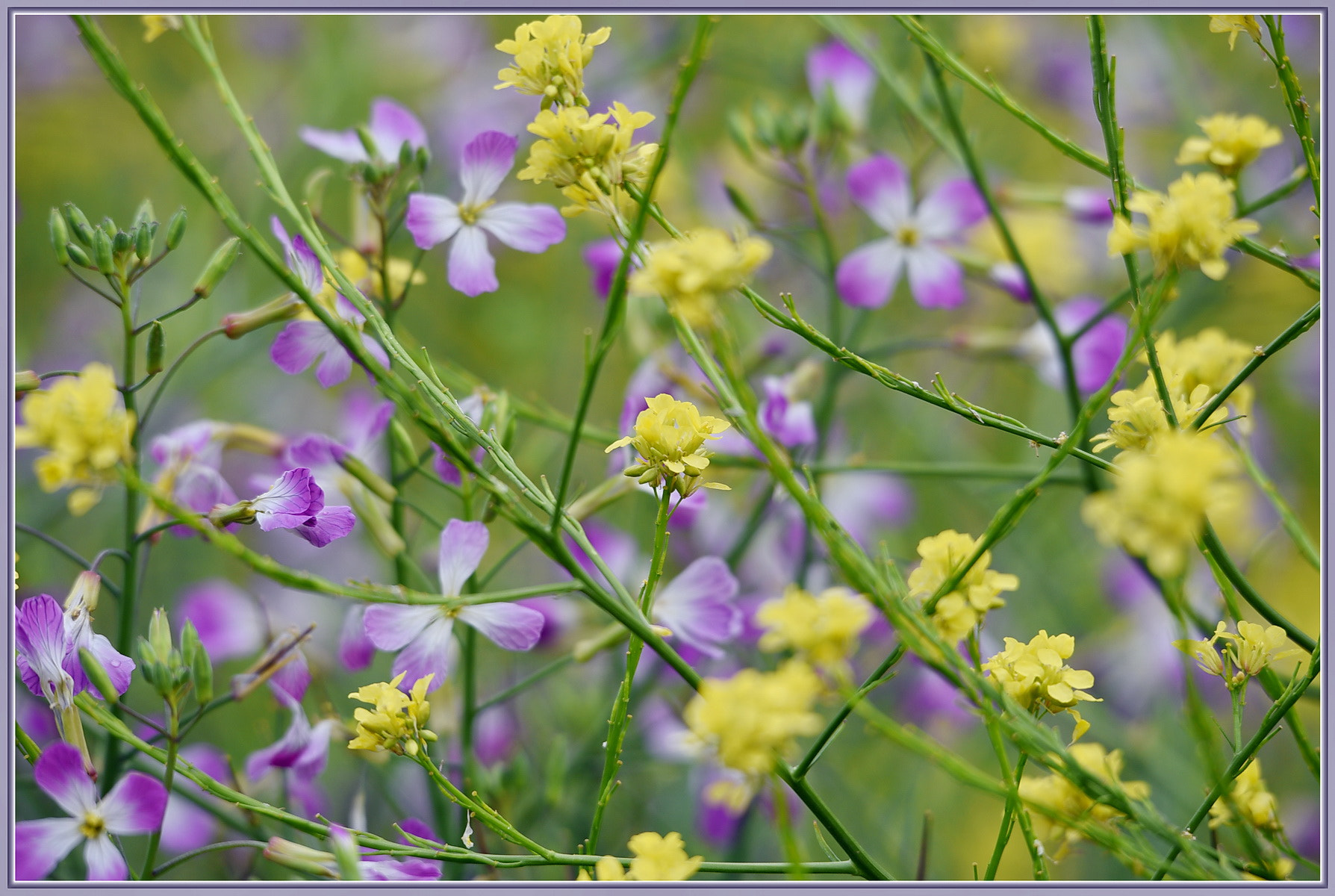 Sigma 120-400mm F4.5-5.6 DG OS HSM sample photo. Fields of purple and yellow photography
