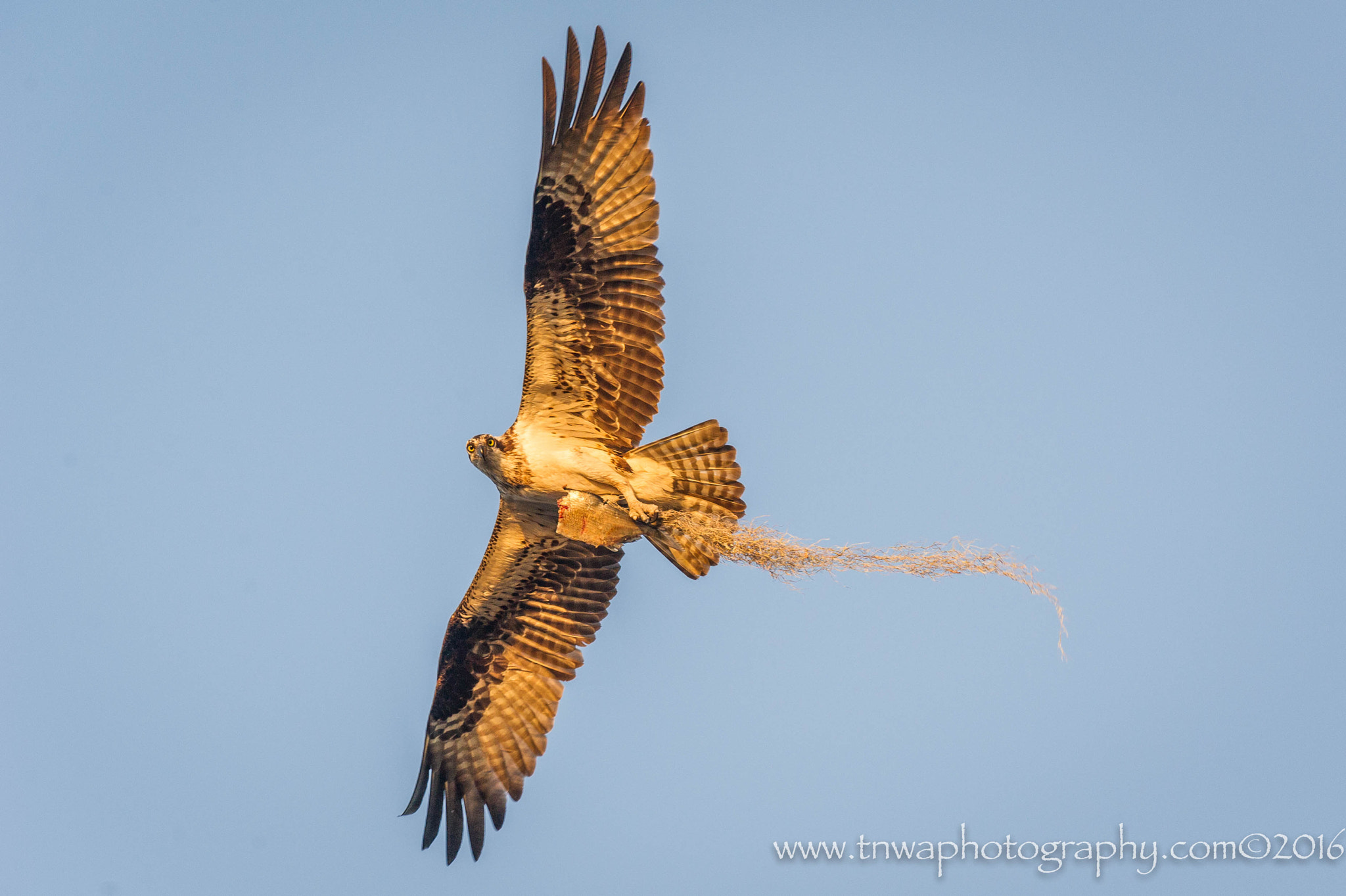 Nikon D3S + Nikon AF-S Nikkor 300mm F2.8G ED-IF VR sample photo. Multi-tasking osprey photography