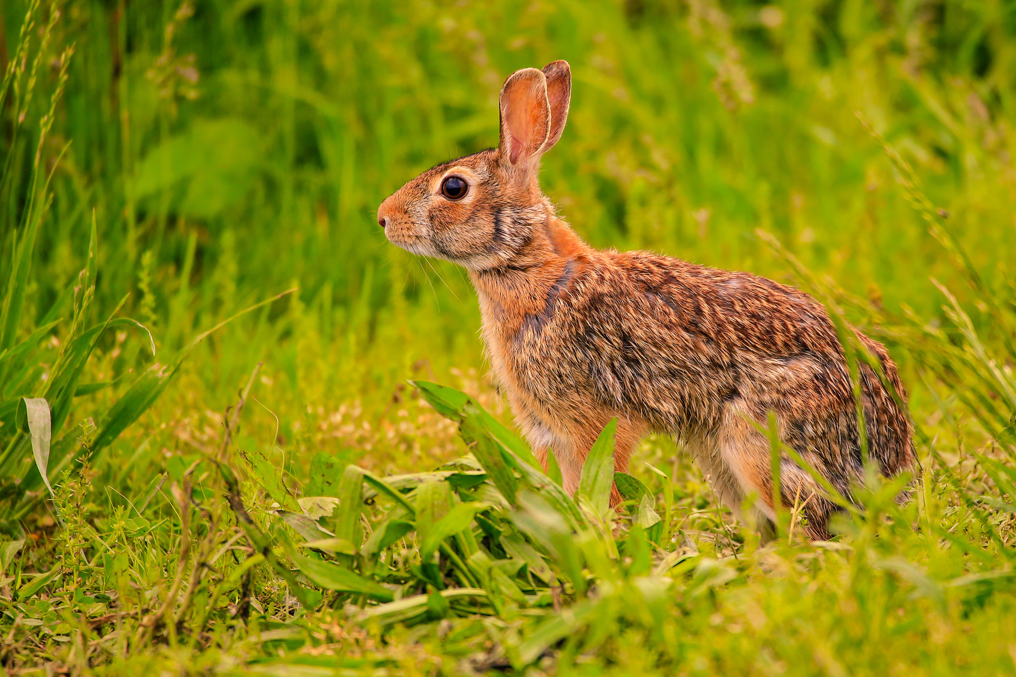 Canon 150-600mm F5-6.3 DG OS HSM | Contemporary 015 sample photo. Rabbit photography