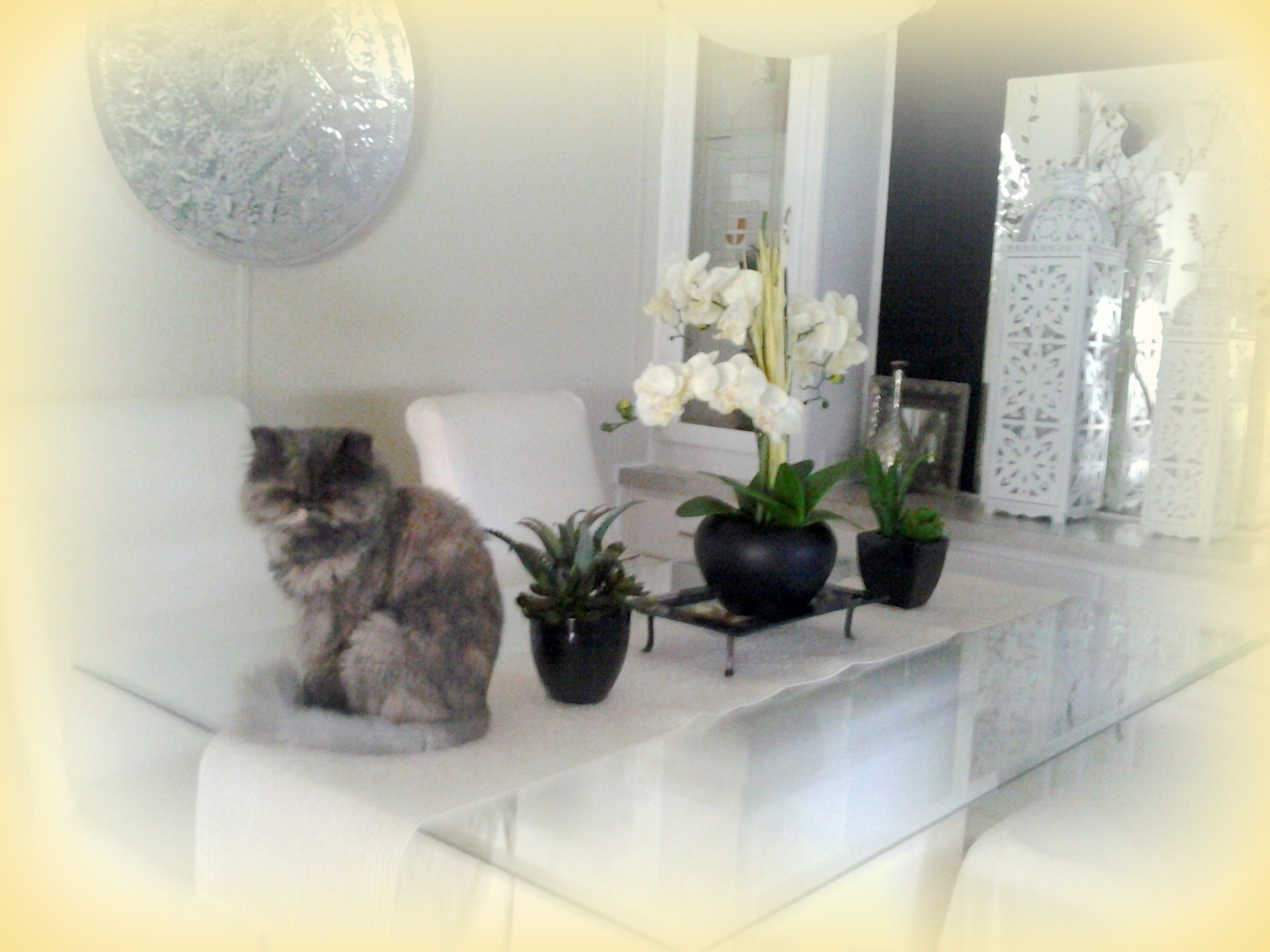 Samsung Galaxy Centura sample photo. Shaina-persian kitty photography