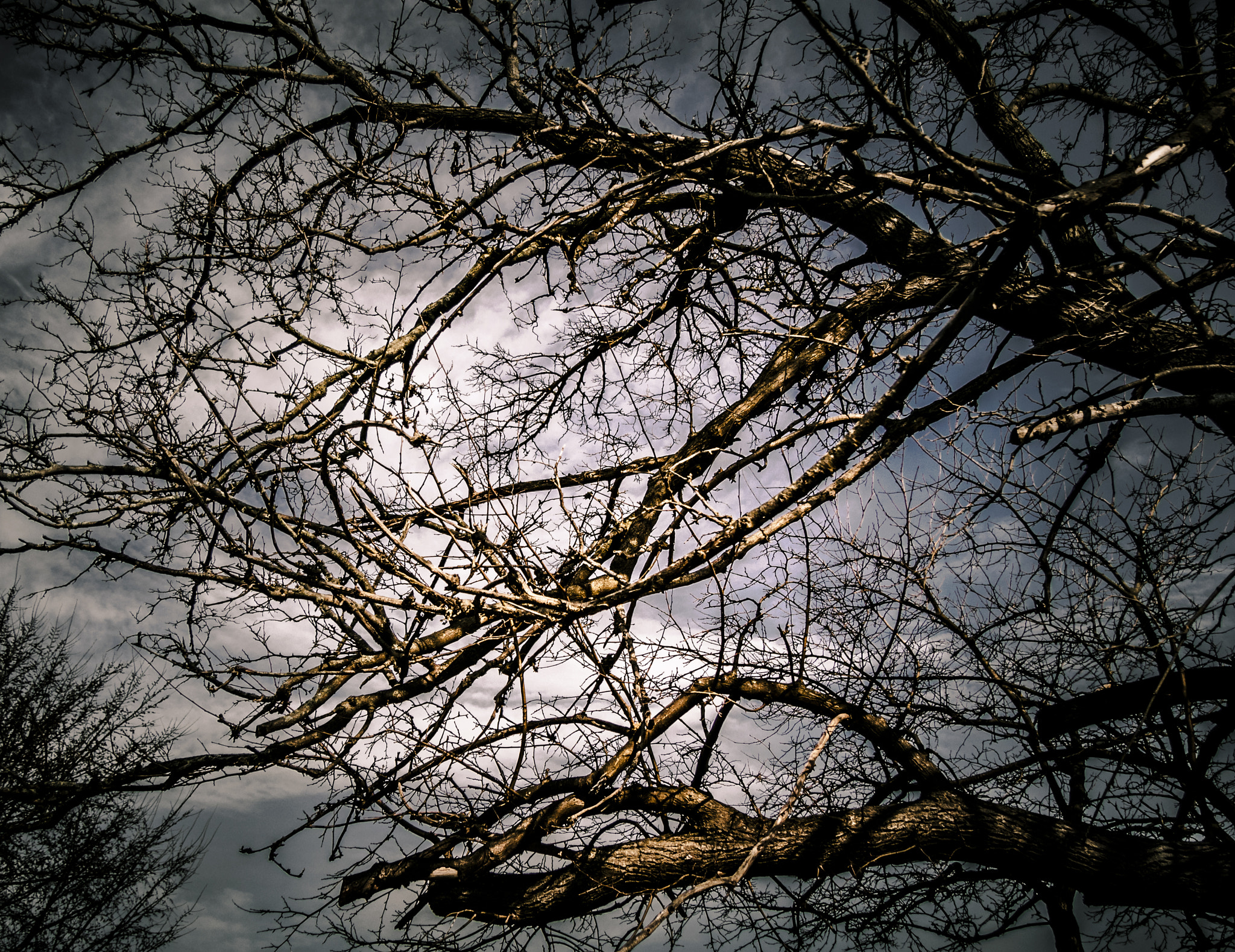Olympus OM-D E-M5 sample photo. Branches * photography