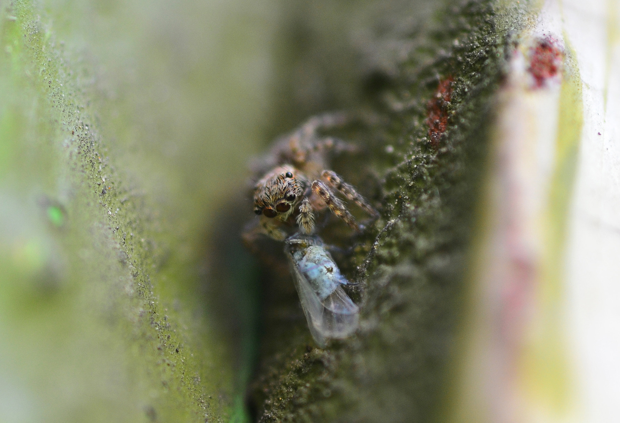 Nikon D3100 + Nikon AF Micro-Nikkor 60mm F2.8D sample photo. Young spider lunch photography