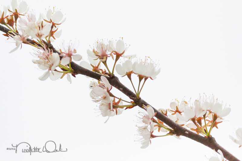 Canon EF-S 55-250mm F4-5.6 IS II sample photo. Mexican plum photography