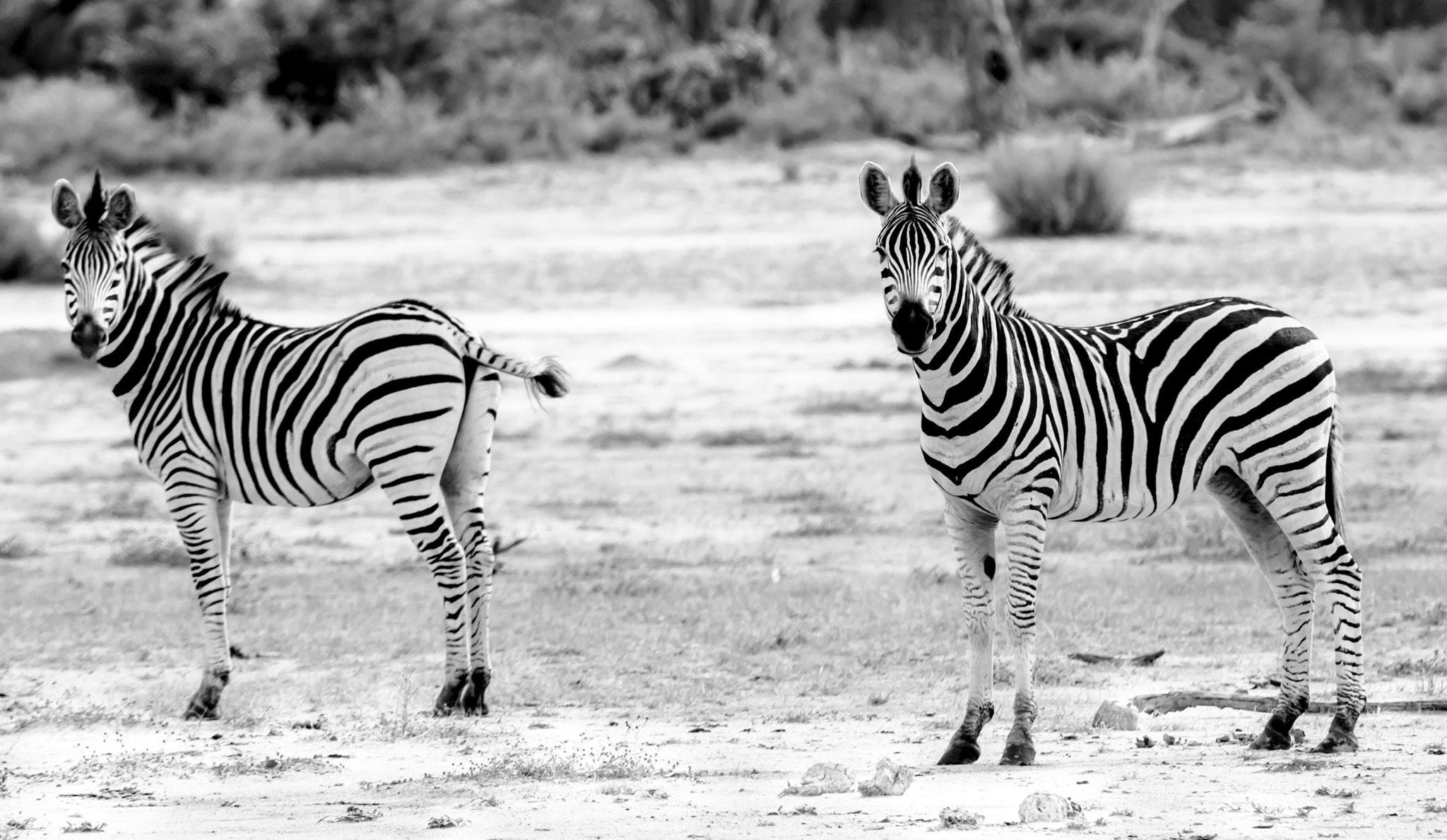Nikon D600 sample photo. Two by two photography