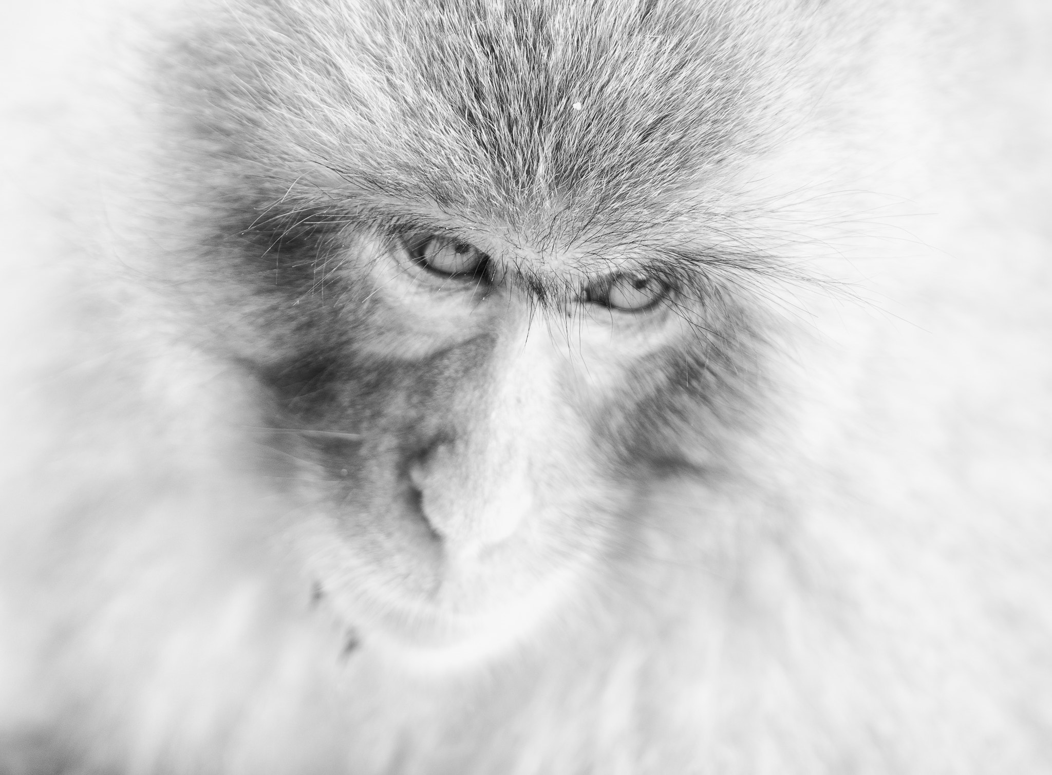 Sony 70-300mm F4.5-5.6 G SSM II sample photo. Snow monkey in kyoto photography