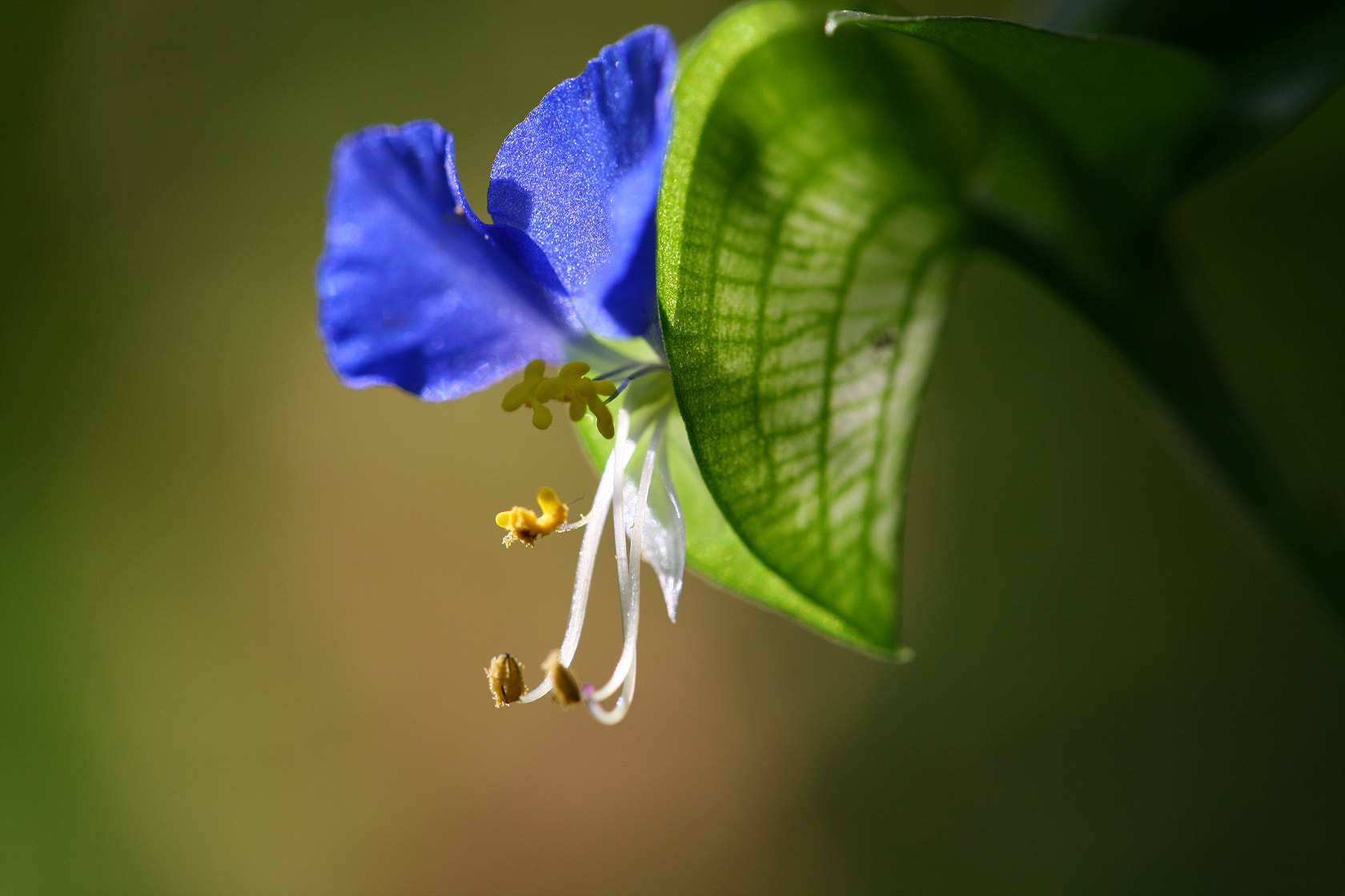 Canon EOS 5D + Canon EF 100mm F2.8L Macro IS USM sample photo. Dayflower photography