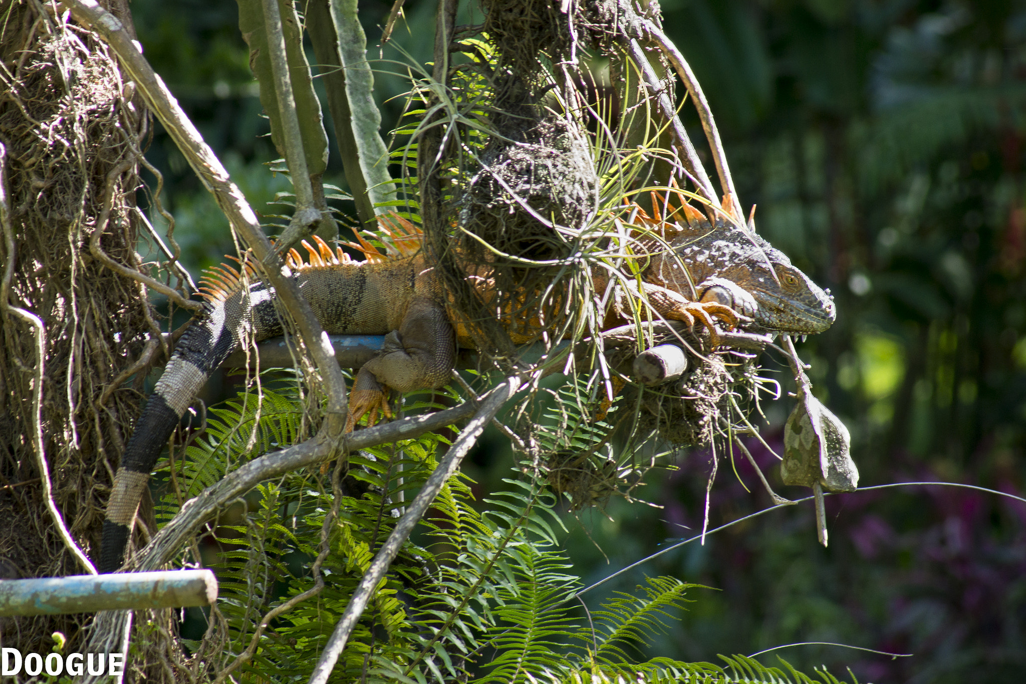 Sony 75-300mm F4.5-5.6 sample photo. Iguana jb. photography