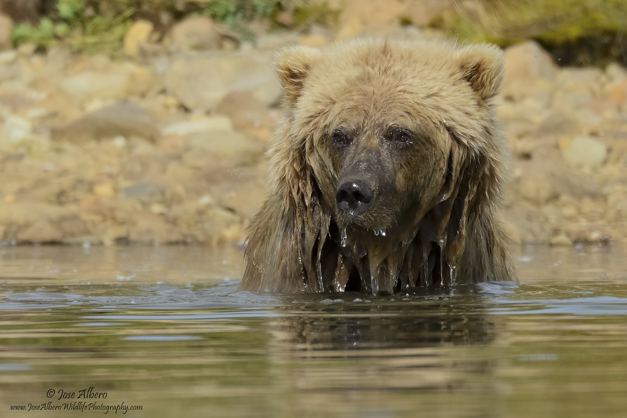 Nikon AF-S Nikkor 500mm F4D ED-IF II sample photo. Alaskan brown bear photography