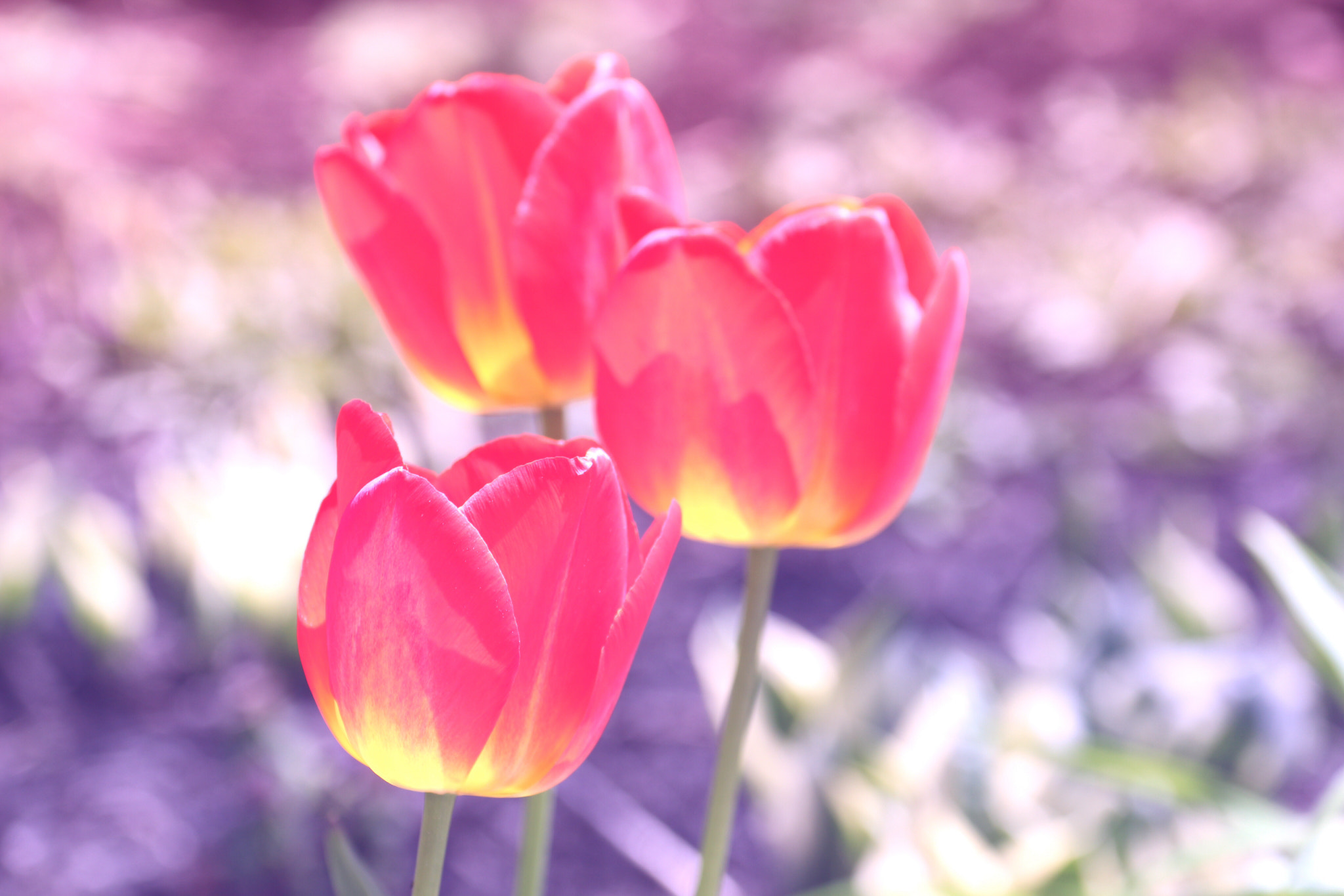 Canon EOS 650D (EOS Rebel T4i / EOS Kiss X6i) sample photo. Flower series photography