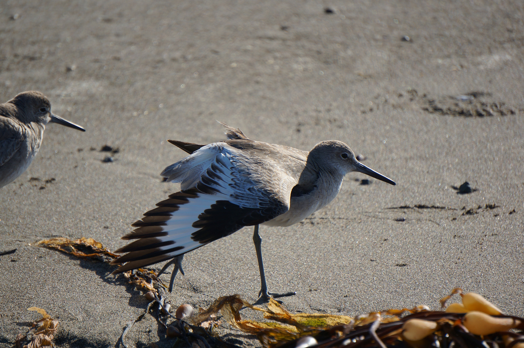 Sony Alpha NEX-5T sample photo. Sand piper photography