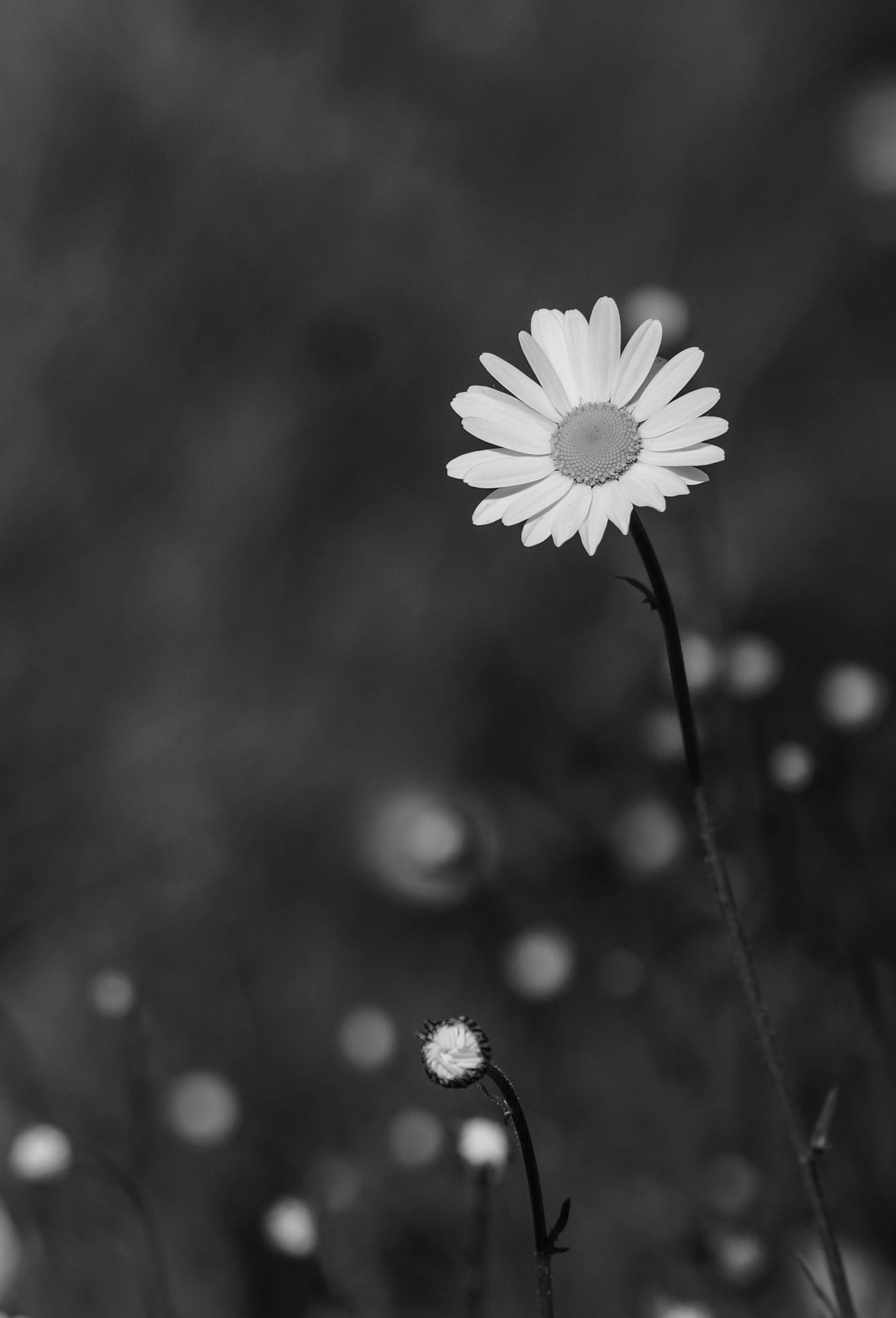 Sony SLT-A57 + 105mm F2.8 sample photo. Reine photography