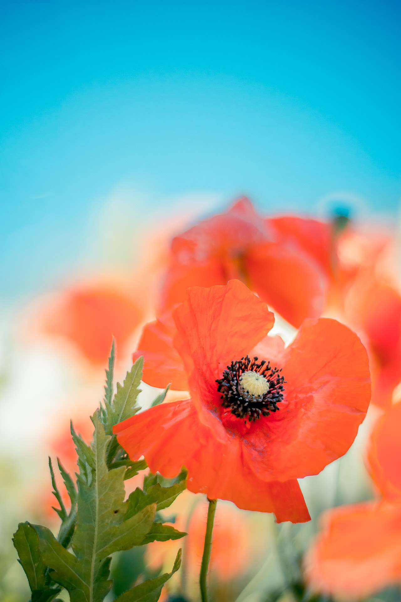 Canon EOS 100D (EOS Rebel SL1 / EOS Kiss X7) sample photo. Poppy photography