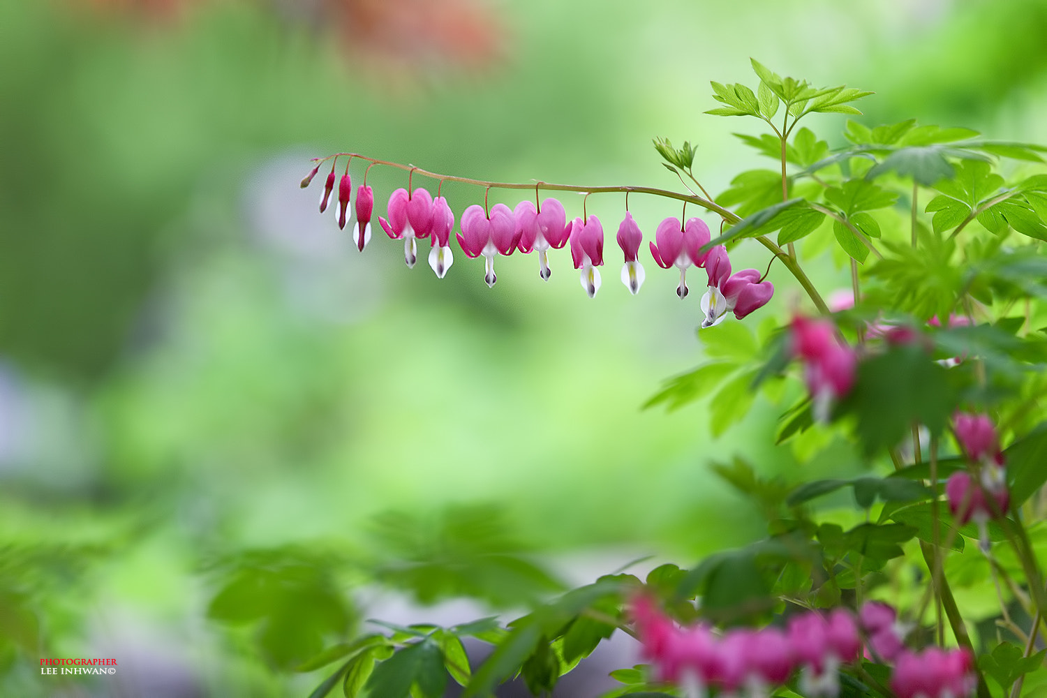 Canon EOS-1Ds Mark III + Canon EF 300mm F2.8L IS USM sample photo. Bleeding hearts photography