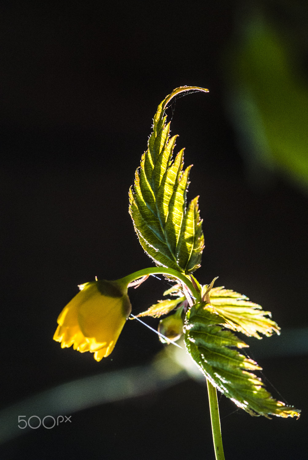 Nikon 1 V1 sample photo. Little flower photography