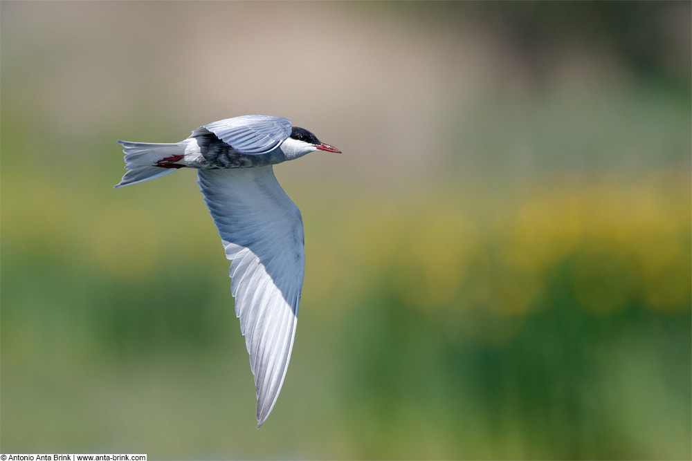 Whiskered tern