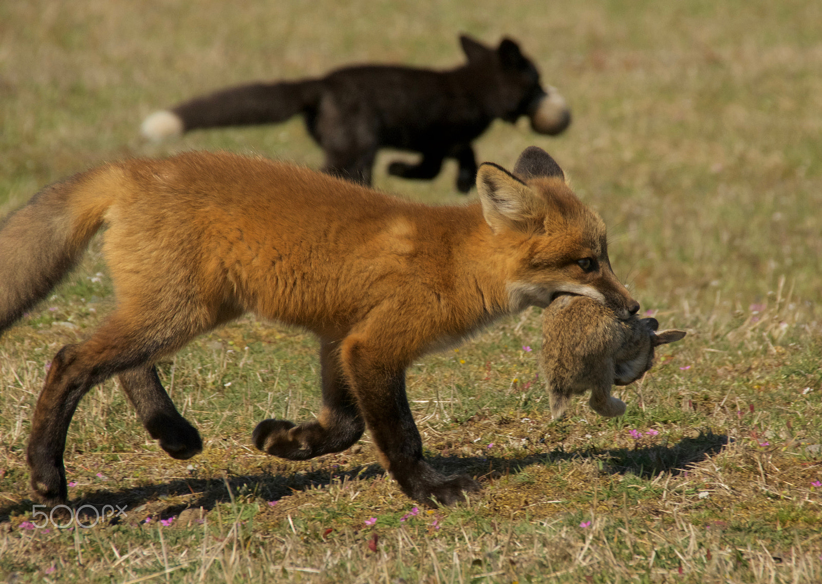 Sigma 18-250mm F3.5-6.3 DC Macro OS HSM sample photo. Fox feast photography