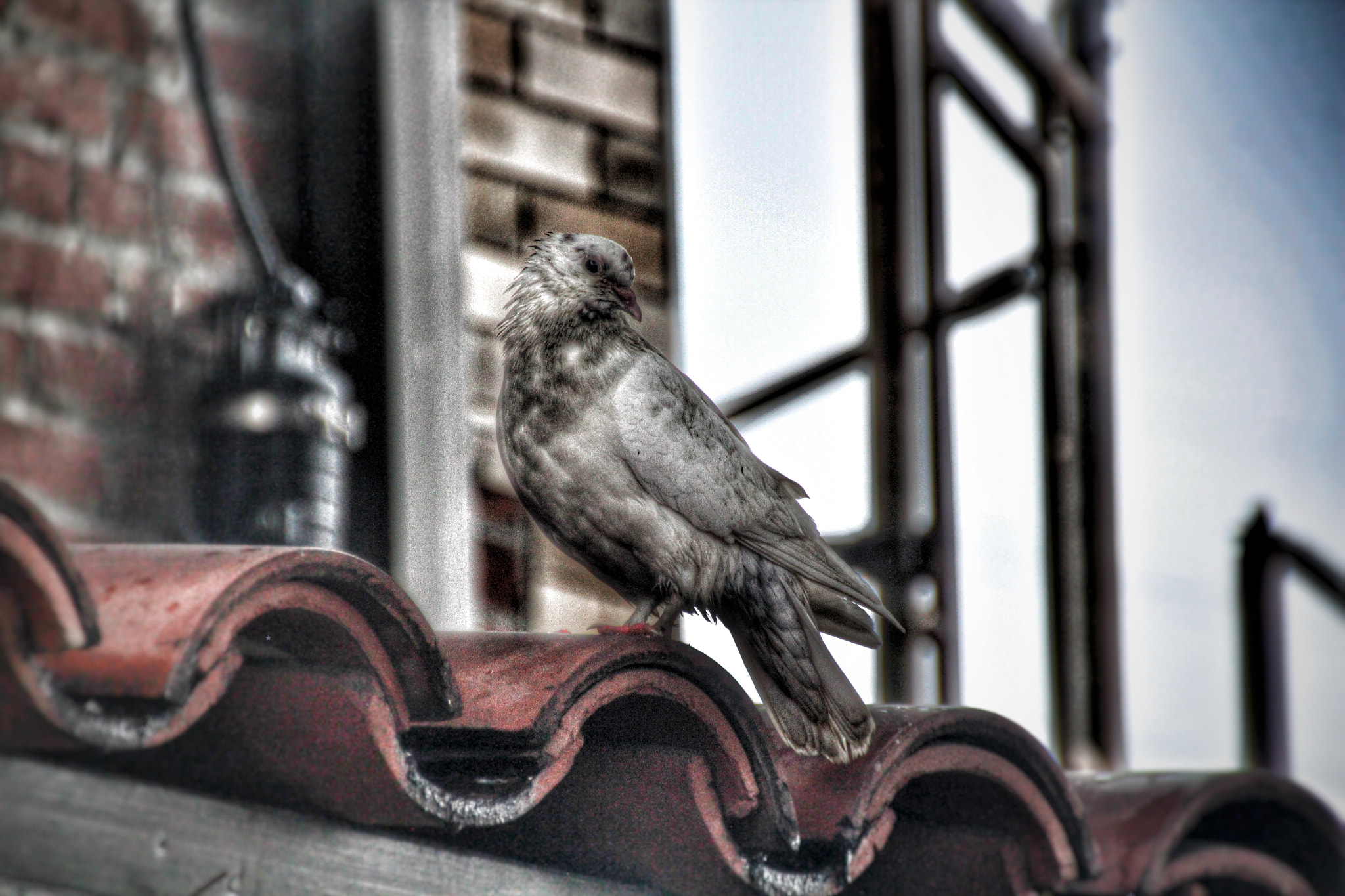 Canon EOS 600D (Rebel EOS T3i / EOS Kiss X5) + Canon 18-270mm sample photo. "city bird" photography