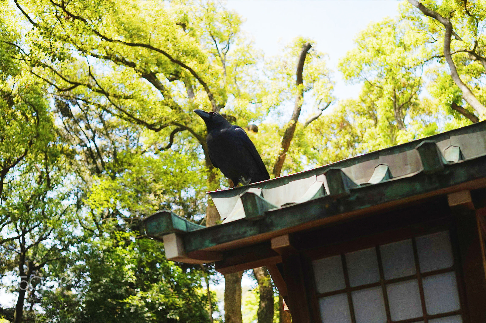 Sony Alpha a5000 (ILCE 5000) + Sigma 30mm F2.8 EX DN sample photo. Crow カラス photography