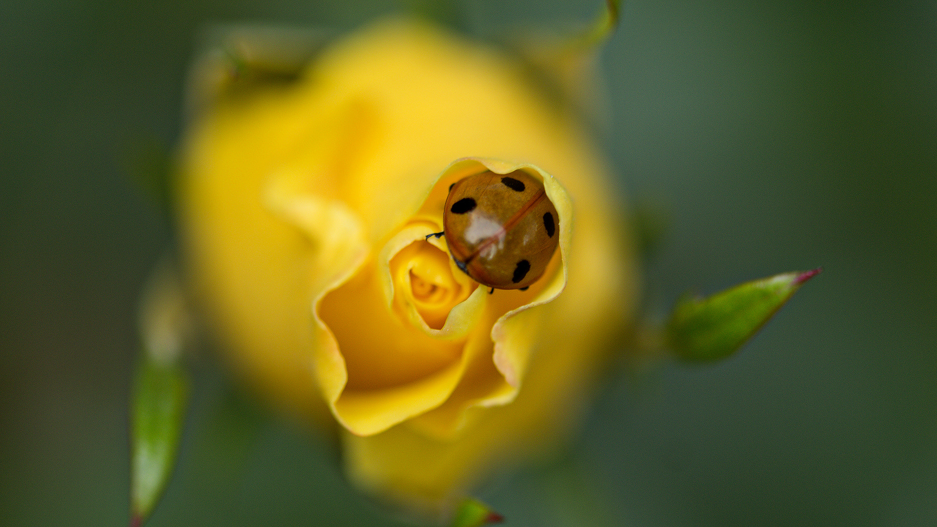 Canon EF 100mm F2.8 Macro USM sample photo. Lady and her bud photography