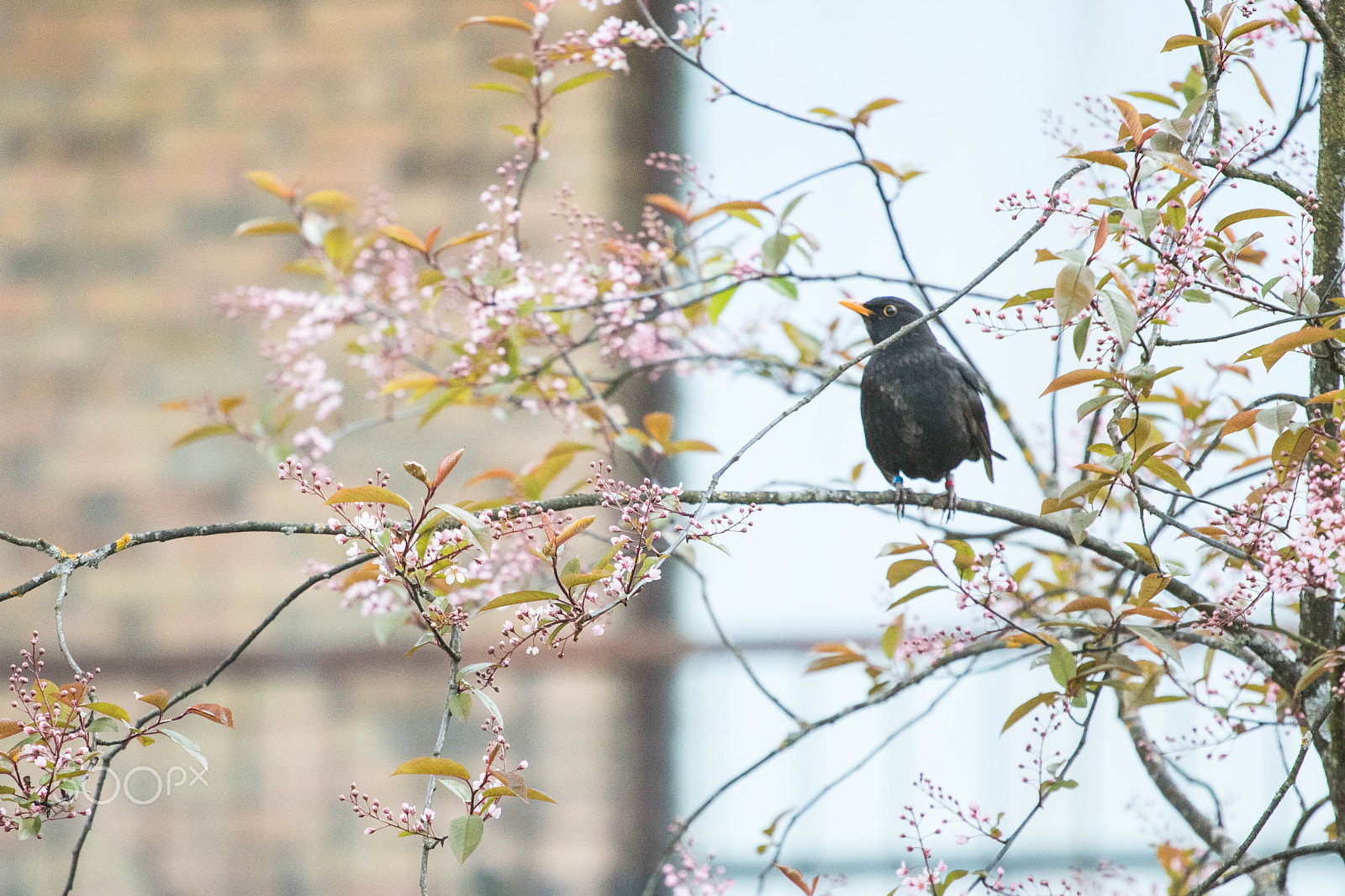 Canon EOS 760D (EOS Rebel T6s / EOS 8000D) + Canon EF 70-200mm F4L USM sample photo. Common blackbird in springtime photography