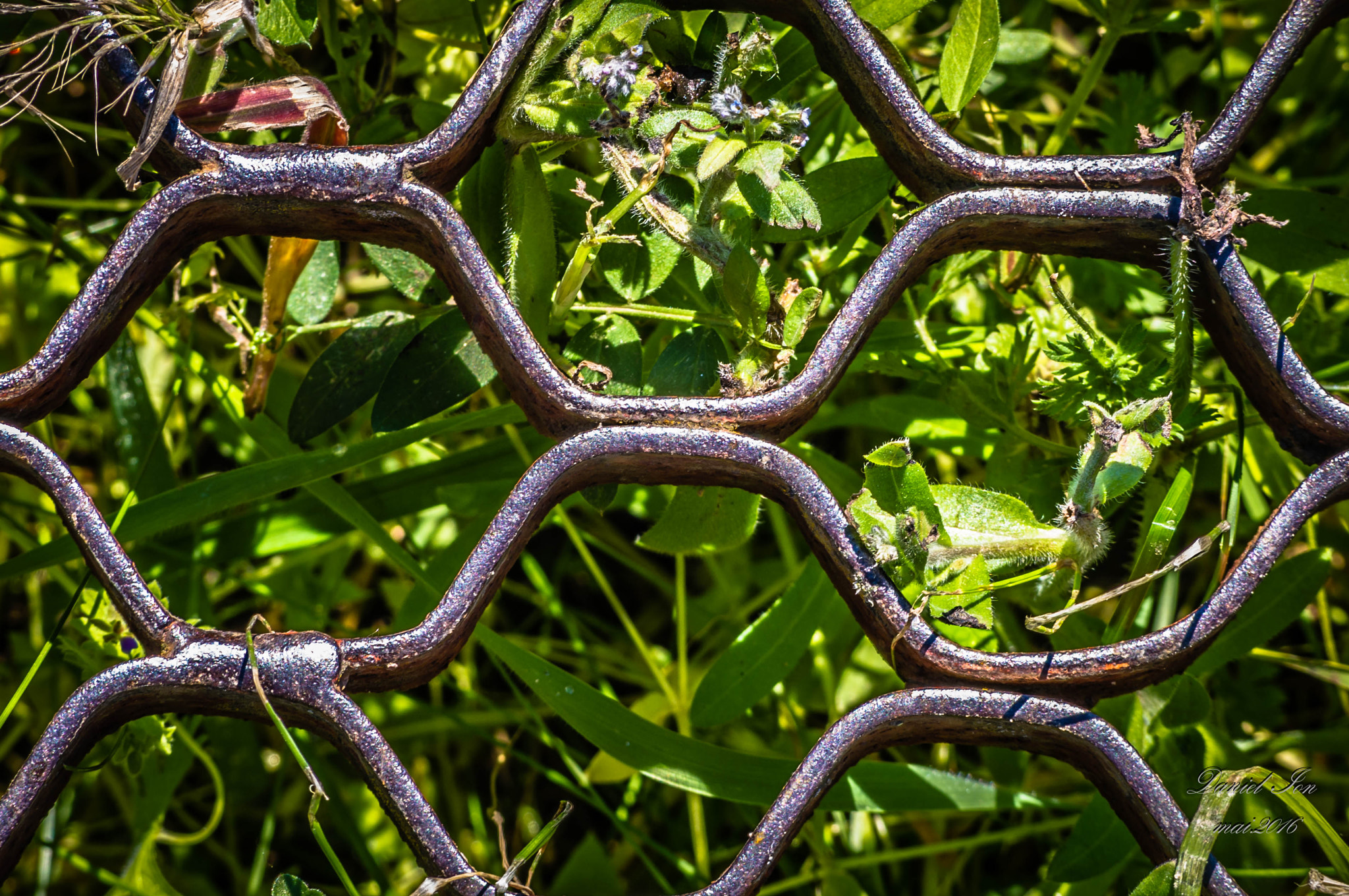 smc PENTAX-FA 70-200mm F4-5.6 sample photo. Fence photography