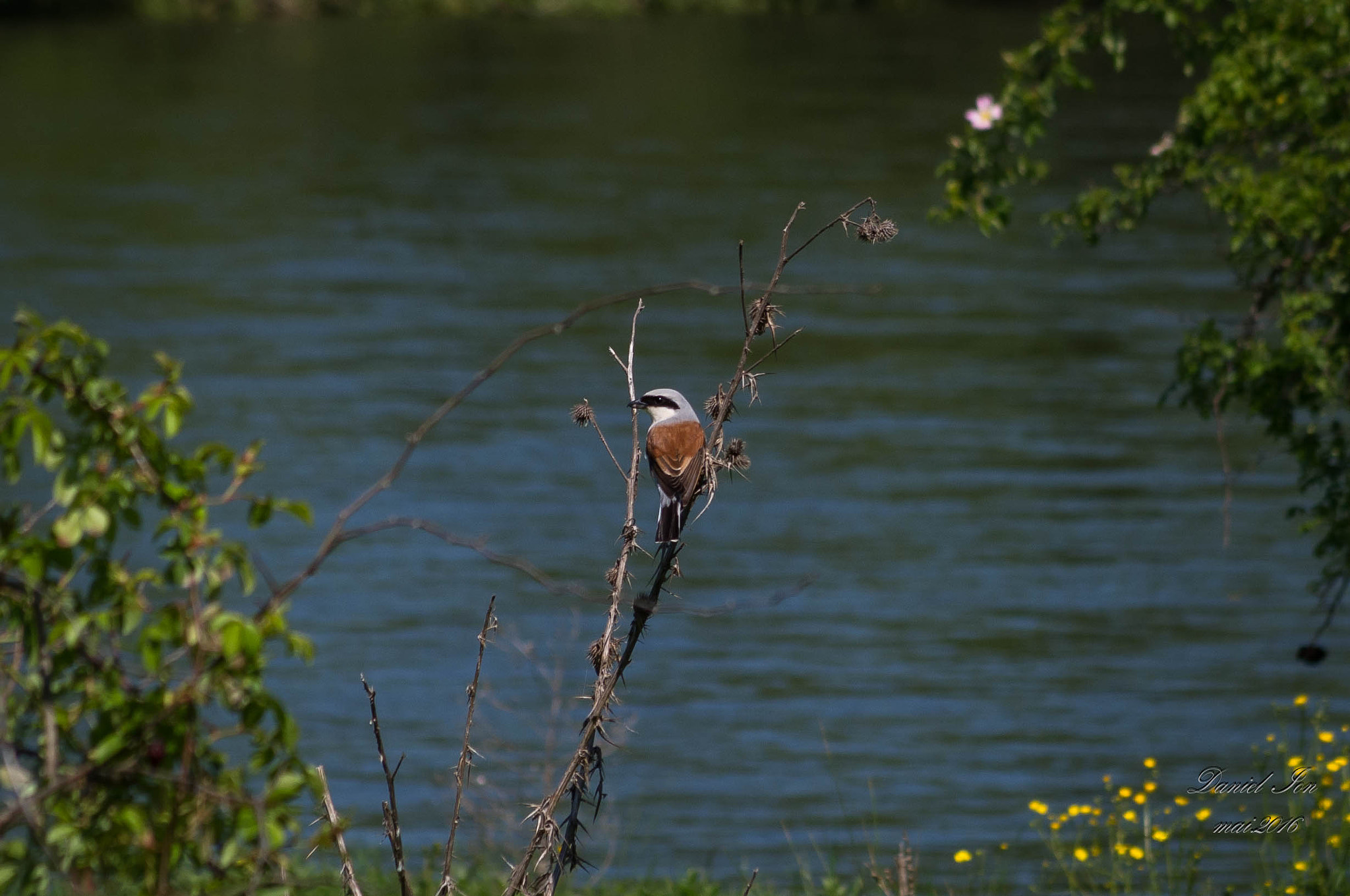 smc PENTAX-FA 70-200mm F4-5.6 sample photo. Lanius collurio photography