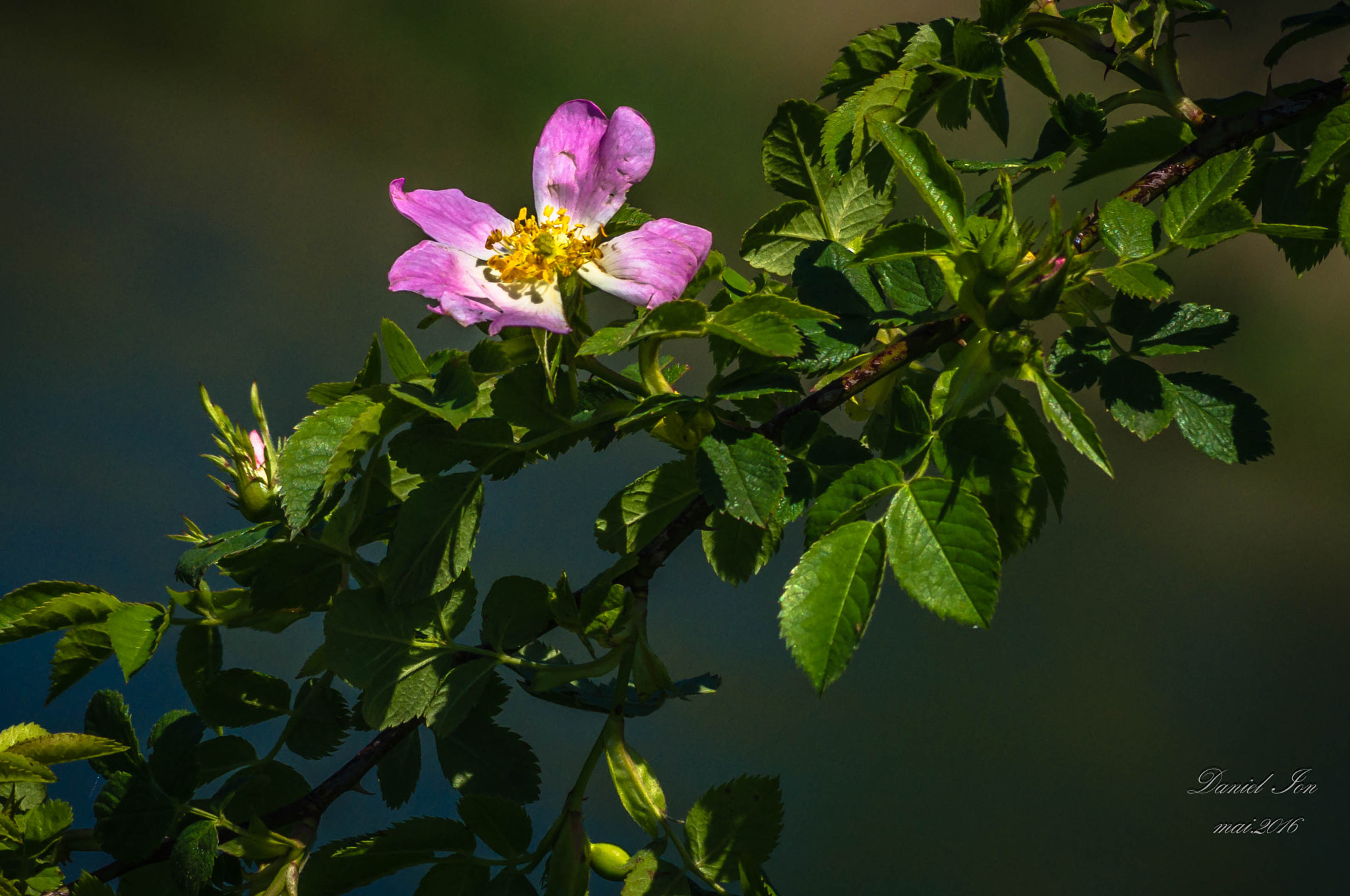 smc PENTAX-FA 70-200mm F4-5.6 sample photo. Flower photography