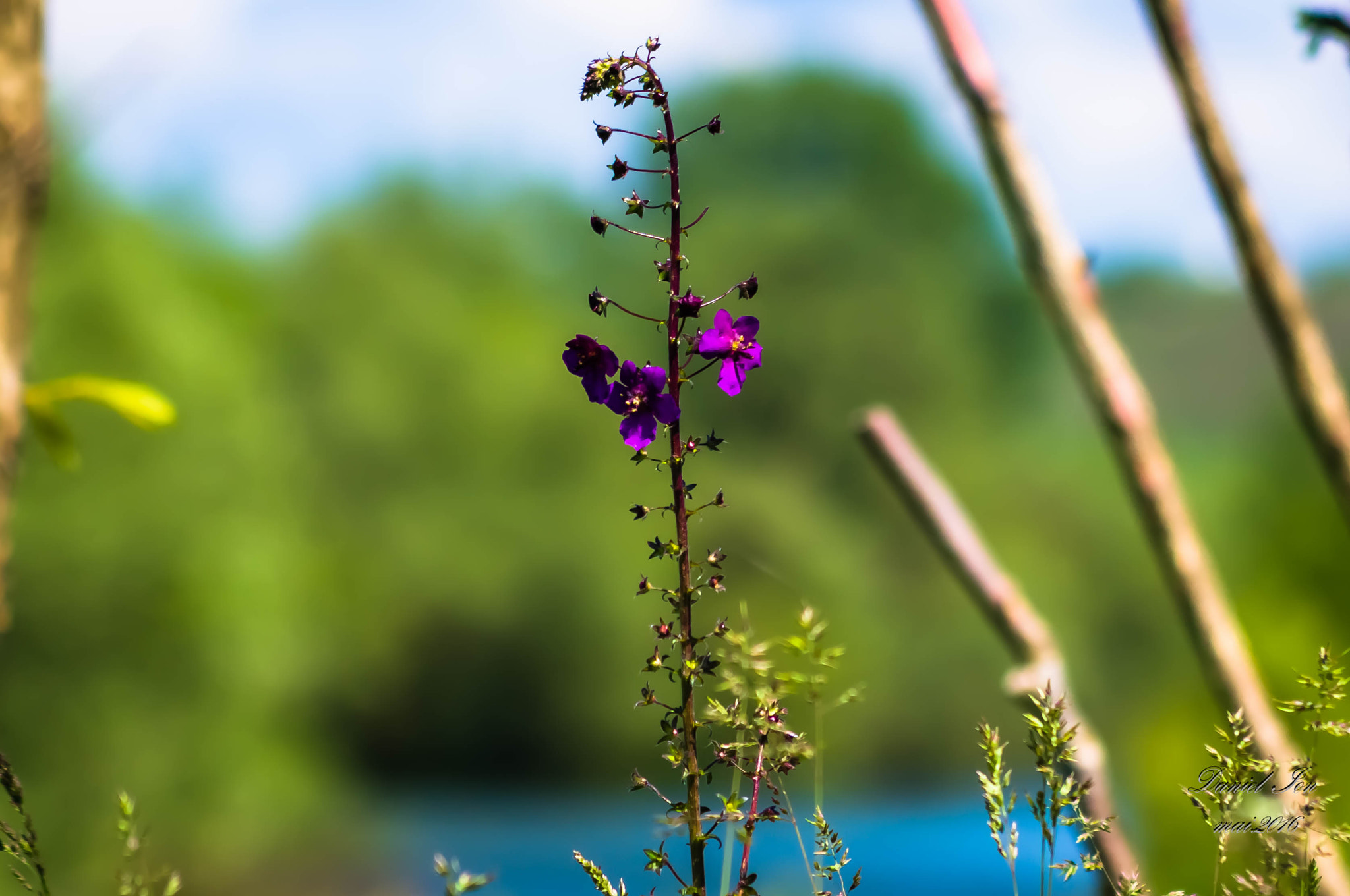 smc PENTAX-FA 70-200mm F4-5.6 sample photo. Flower photography