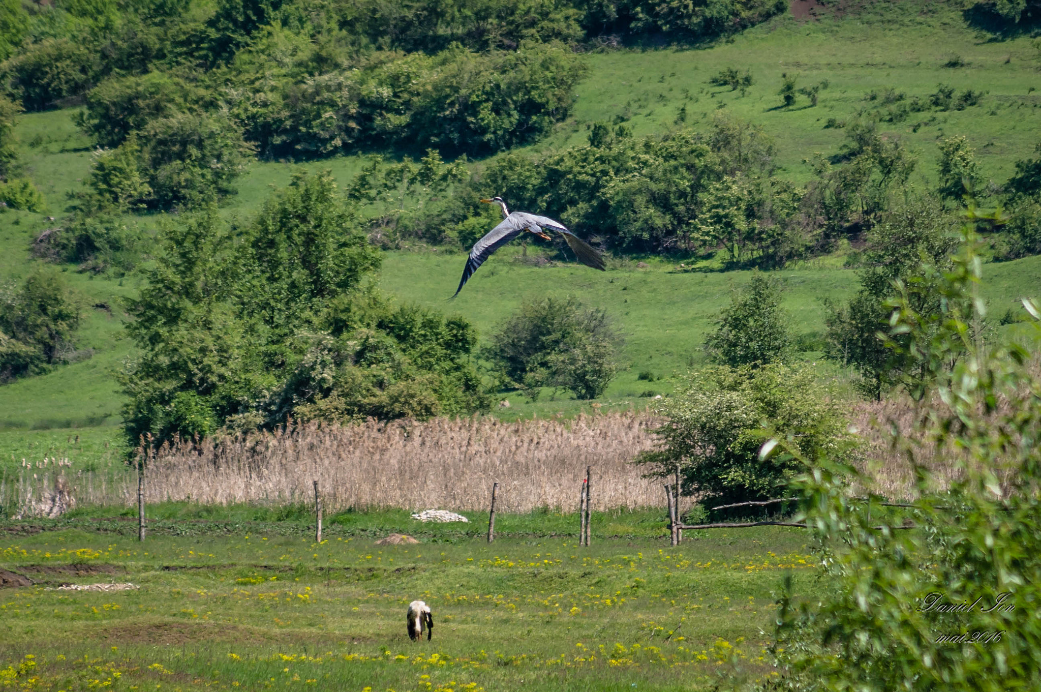 smc PENTAX-FA 70-200mm F4-5.6 sample photo. Ardea cinerea photography