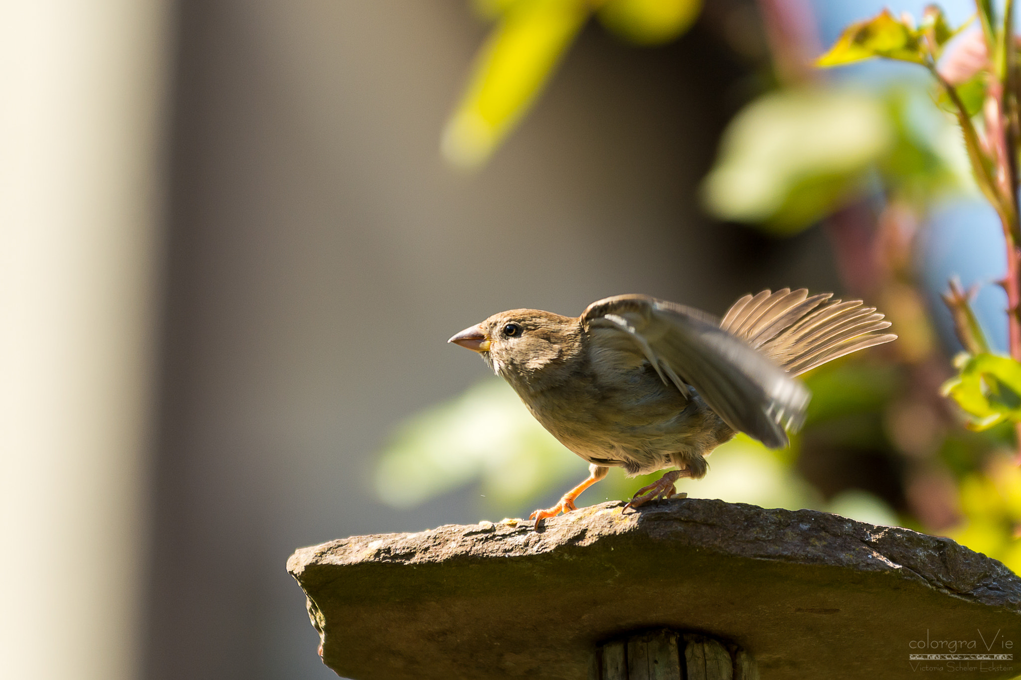Sigma 70-200mm F2.8 EX DG OS HSM sample photo. Ready for take off photography
