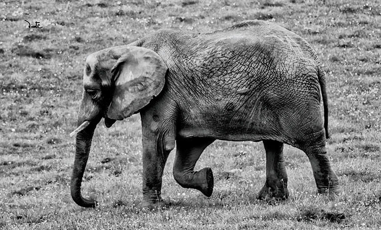 Canon EF 200mm f/2.8L II + 2x sample photo. Elefante photography