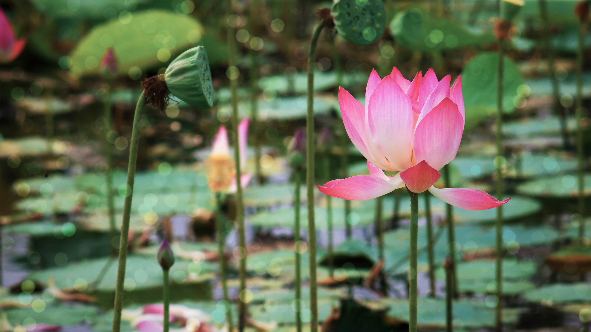 Canon EF 35-80mm f/4-5.6 sample photo. Sen hồng một đóa photography