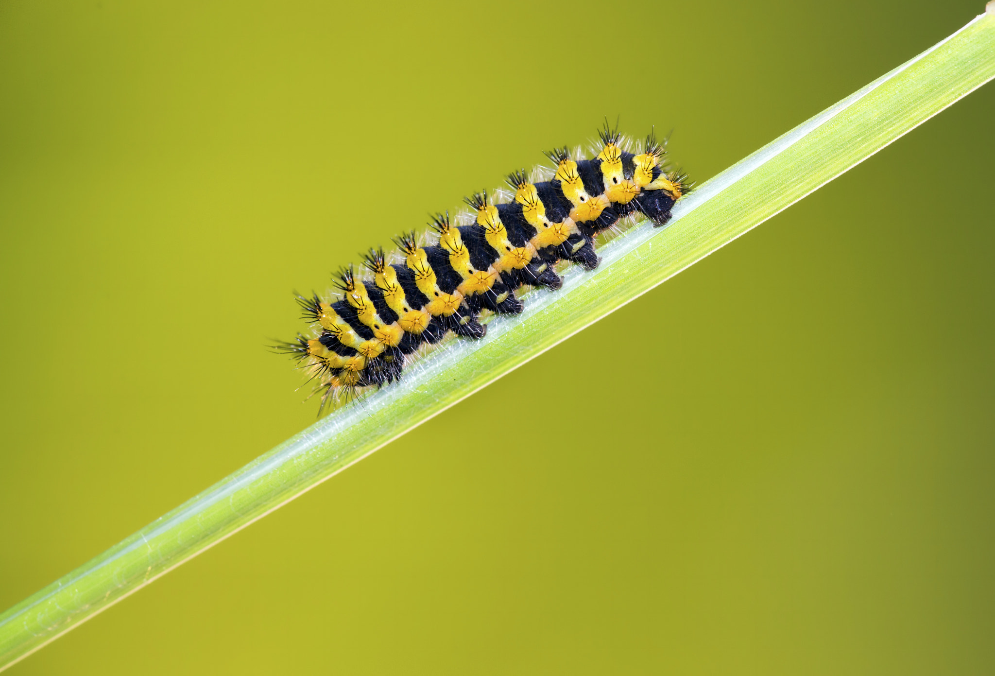 Sigma 150mm F2.8 EX DG Macro HSM sample photo. Colorful photography