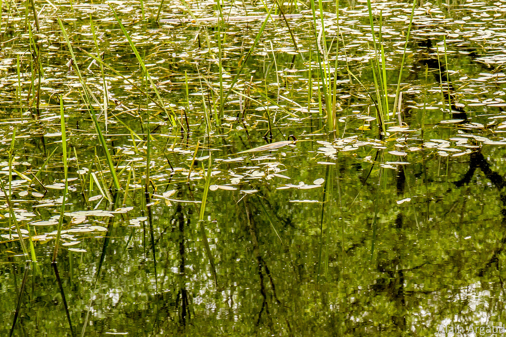 Sigma 17-70mm F2.8-4 DC Macro OS HSM sample photo. Reflets printanniers photography