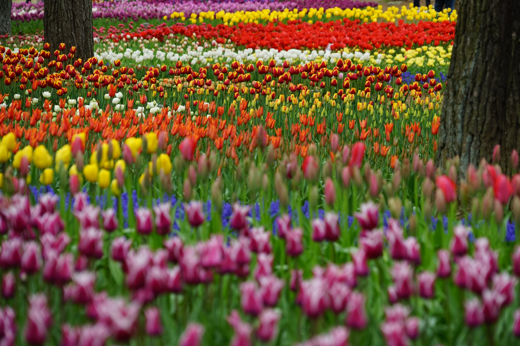 Sony E 55-210mm F4.5-6.3 OSS sample photo. Tulip garden photography