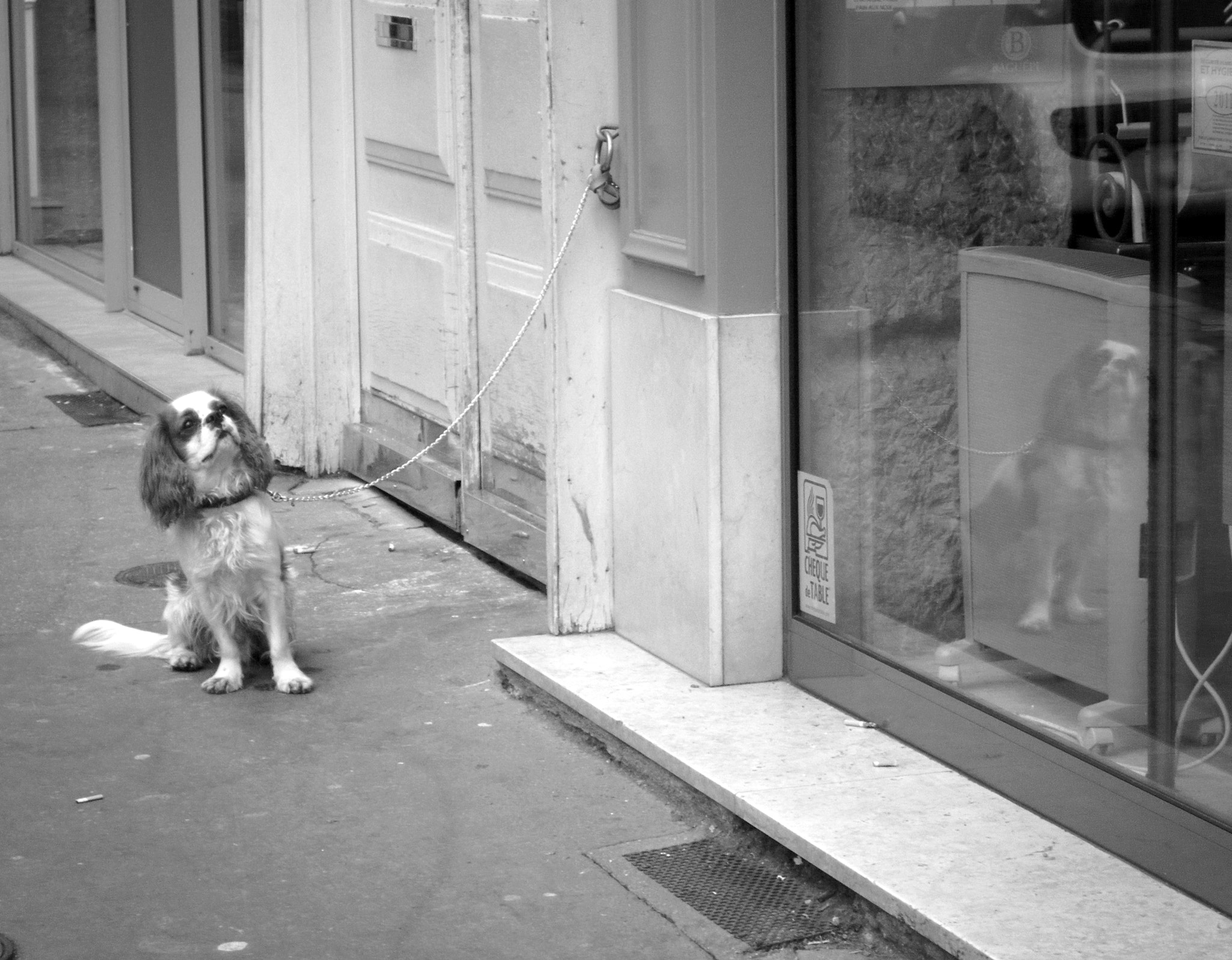 Fujifilm FinePix Z30 sample photo. Thinking puppy reflection photography