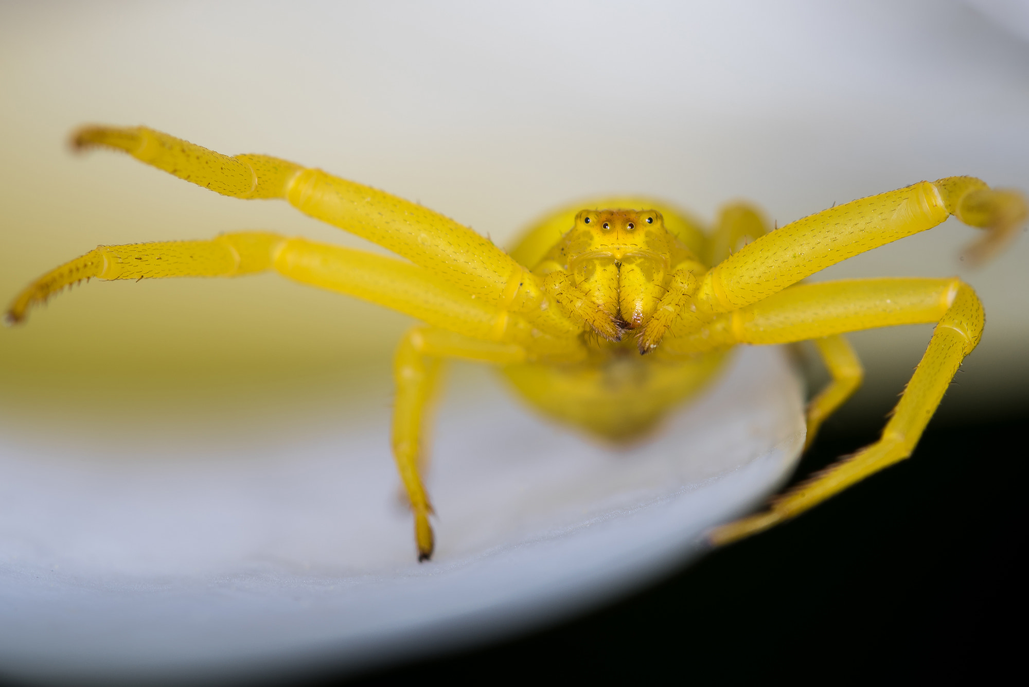 Nikon D810 + Nikon AF Micro-Nikkor 200mm F4D ED-IF sample photo. Give me a hug... photography