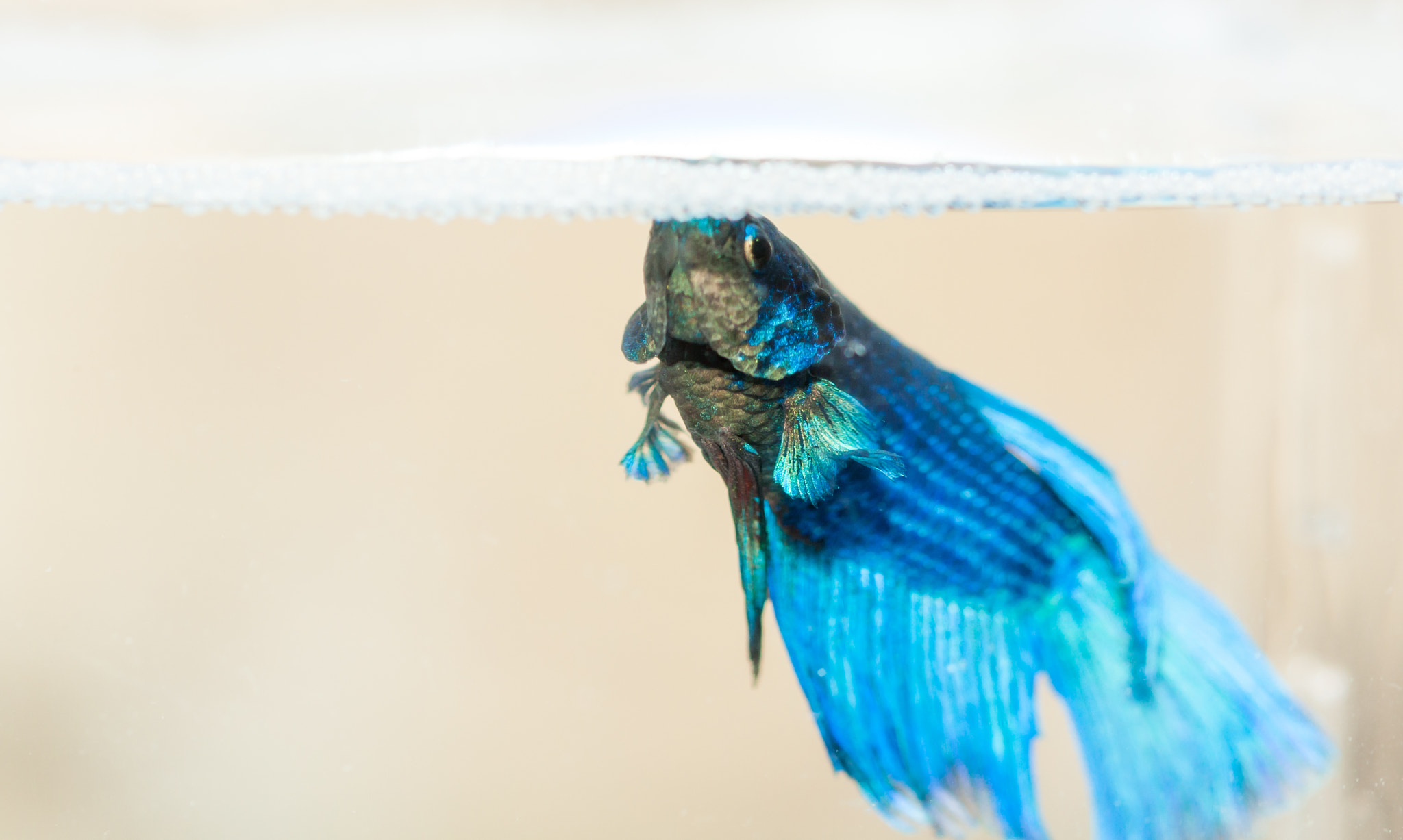 Canon EF 100mm F2.8 Macro USM sample photo. Betta fish photography