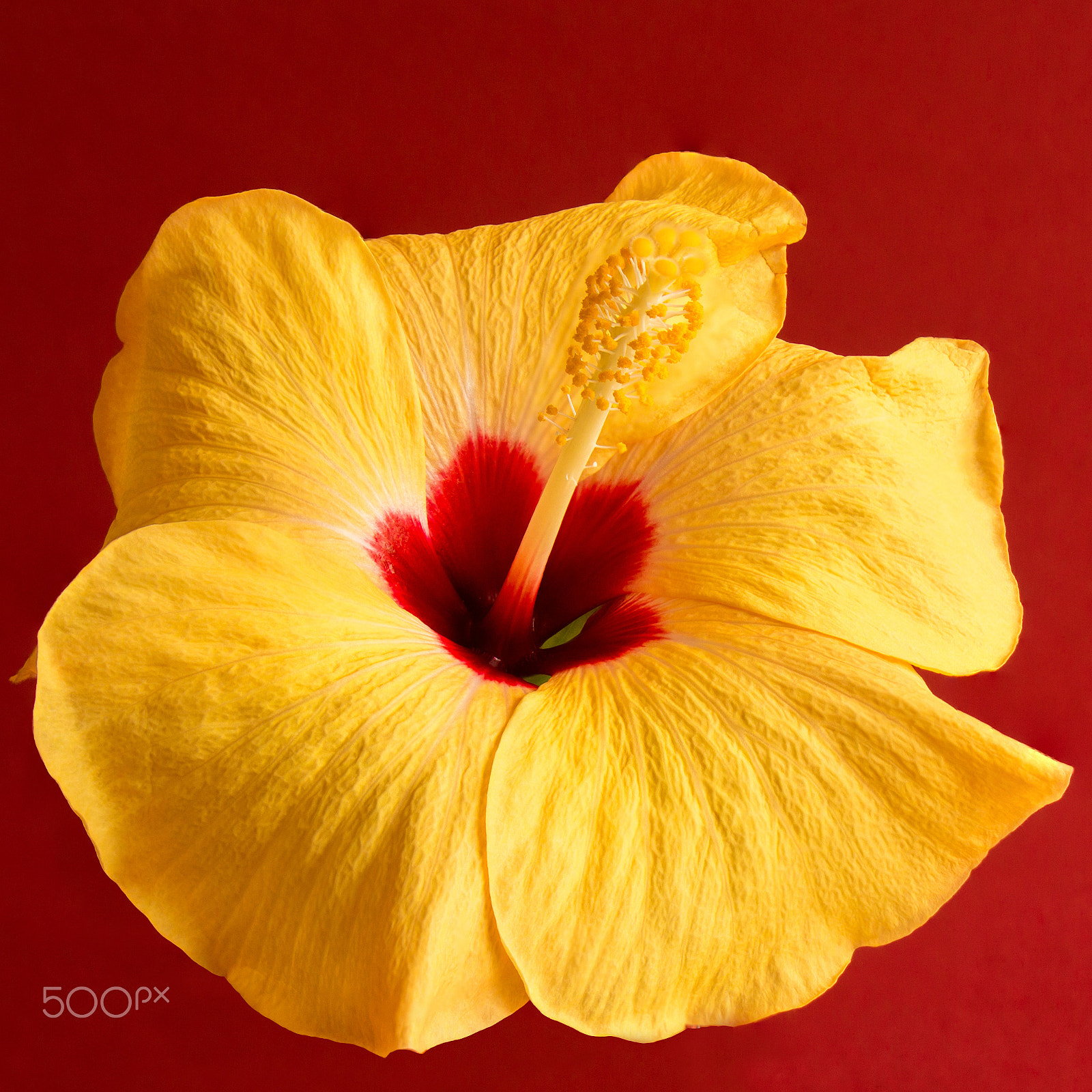 Canon EF-S 18-135mm F3.5-5.6 IS STM sample photo. Yellow&red photography