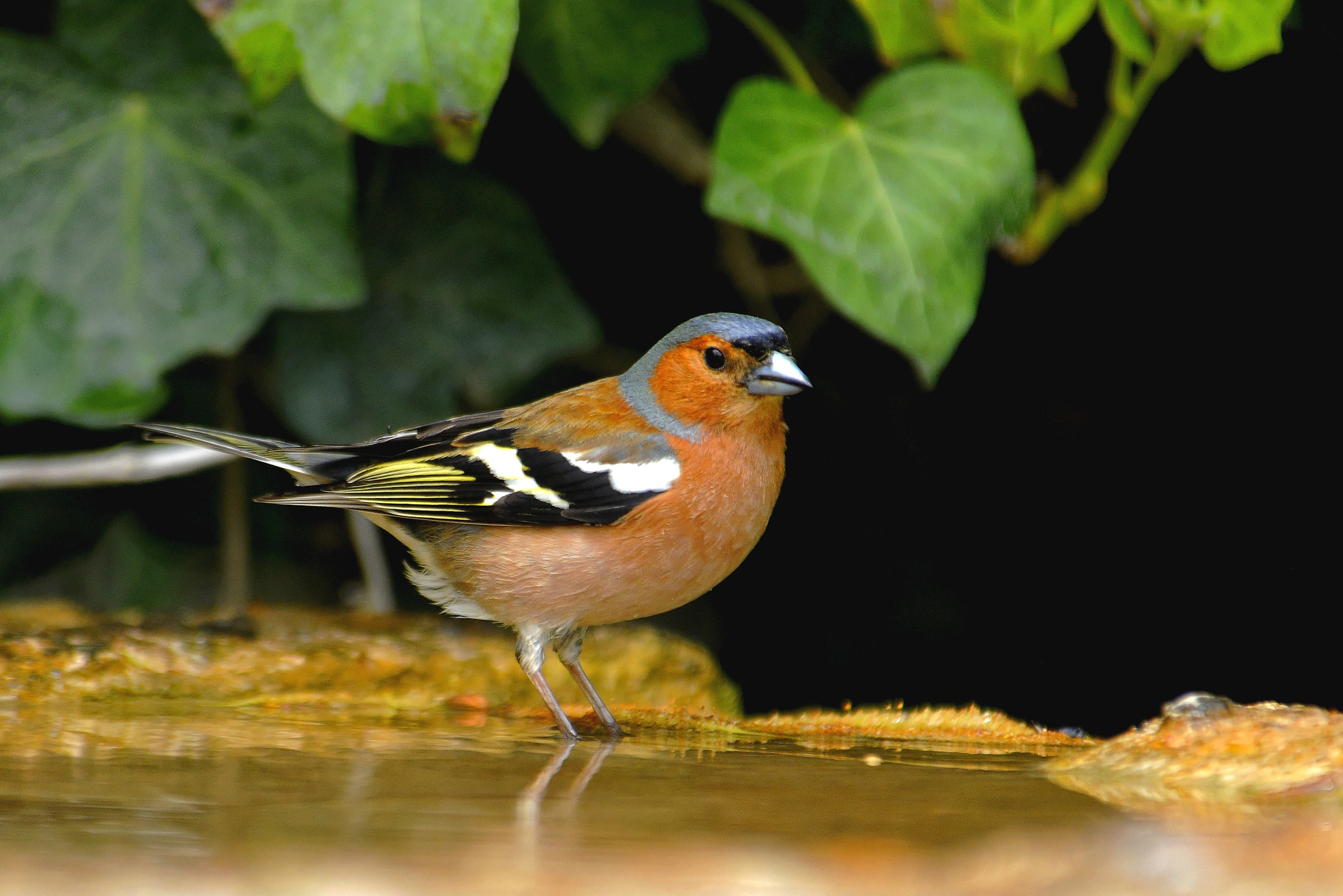 Nikon D300S sample photo. Common chaffinch photography
