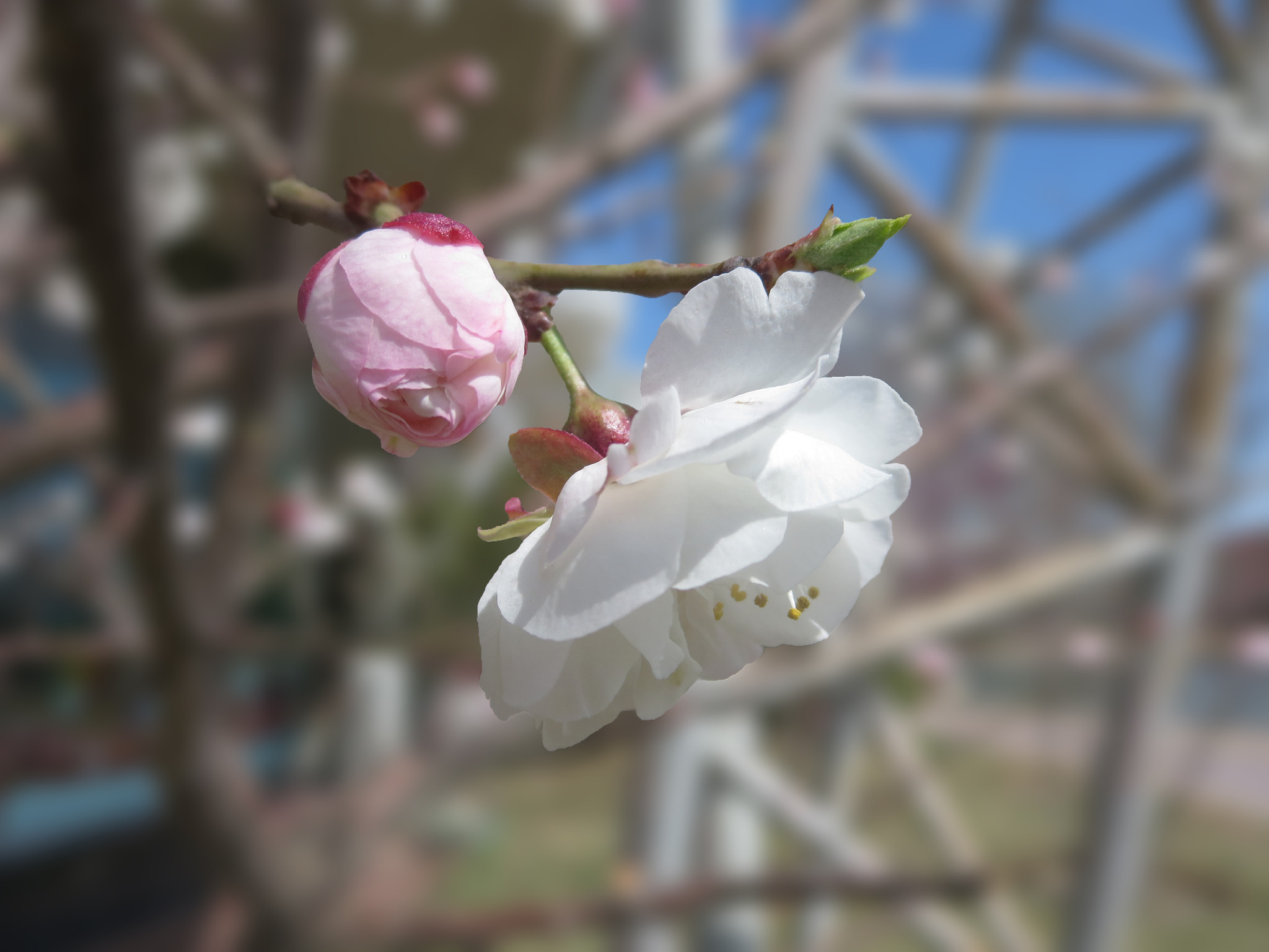 Canon PowerShot ELPH 330 HS (IXUS 255 HS / IXY 610F) sample photo. Flower and bud photography