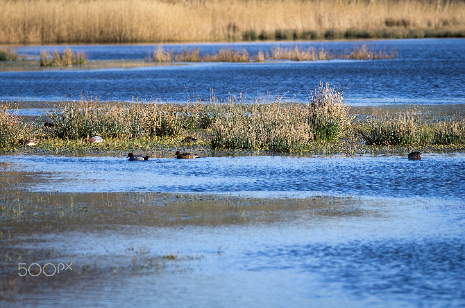 Pentax smc DA* 300mm F4.0 ED (IF) SDM sample photo. Duck photography
