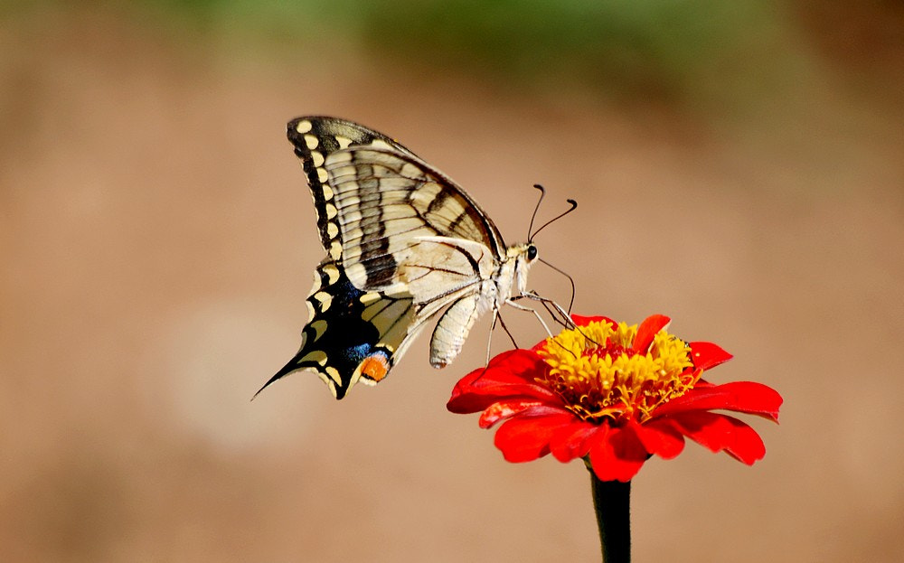 Nikon D80 + Sigma 70-300mm F4-5.6 APO Macro Super II sample photo. Papilio machaon - kırlangıçkuyruk kelebeği photography